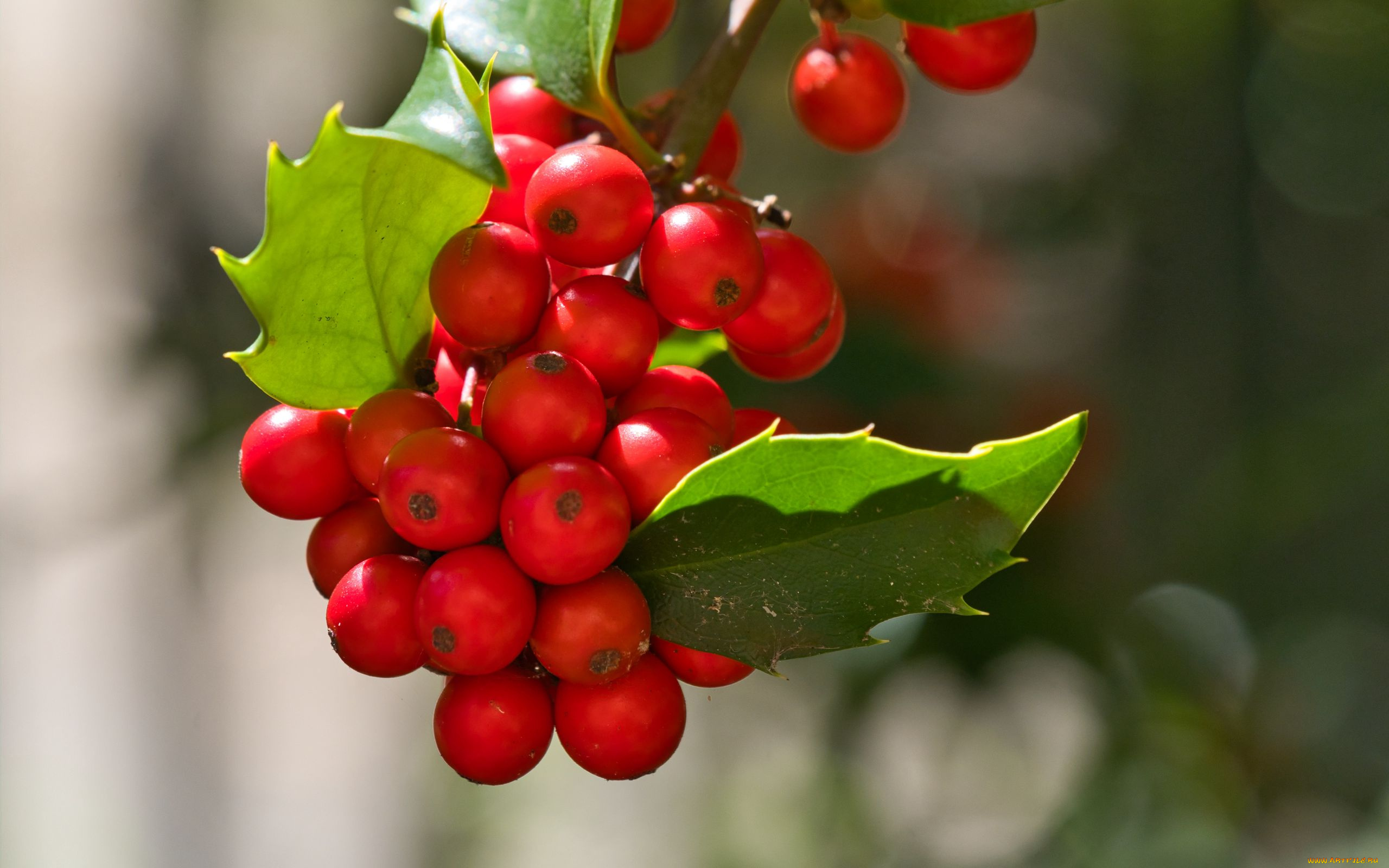 mistletoe, berries, омела, природа, ягоды, mistletoe, berries