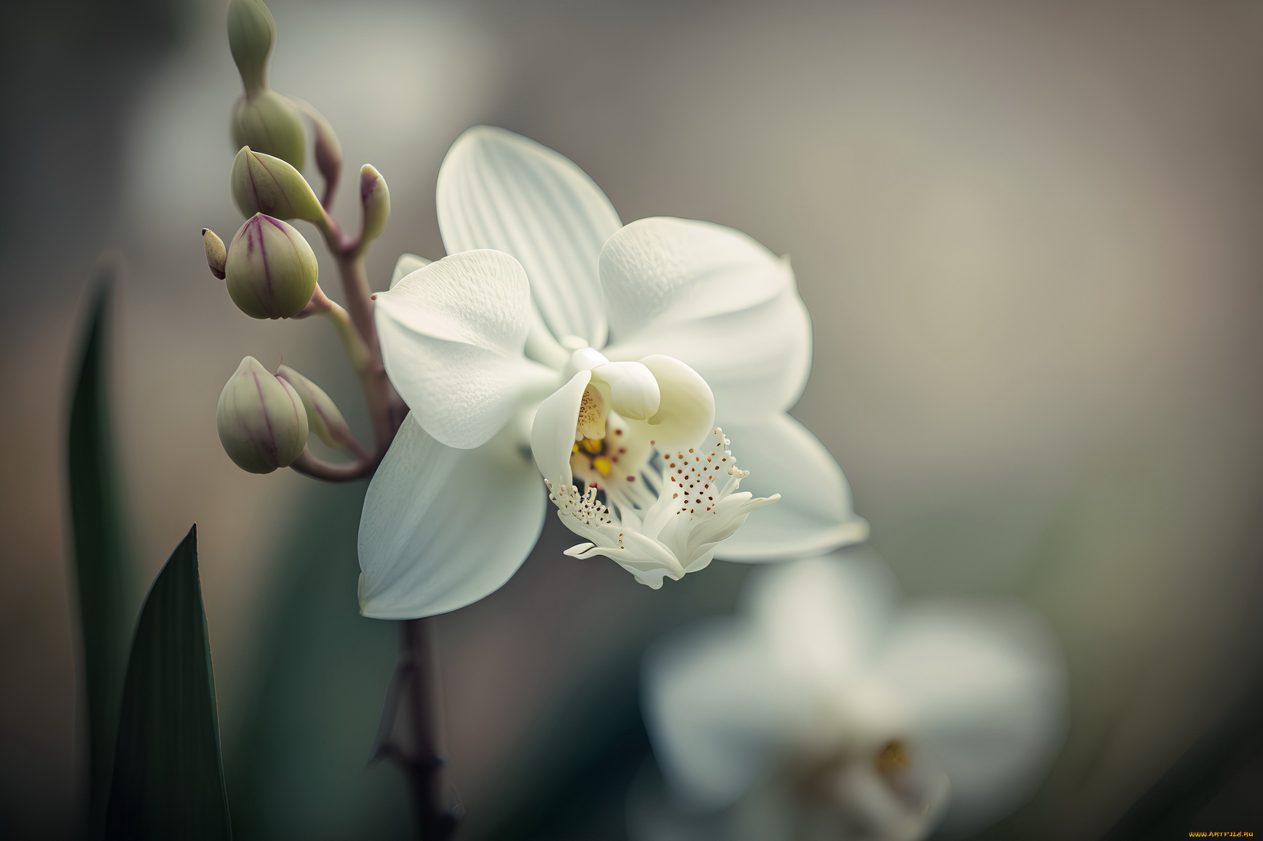 цветы, орхидеи, белая, орхидея, макро