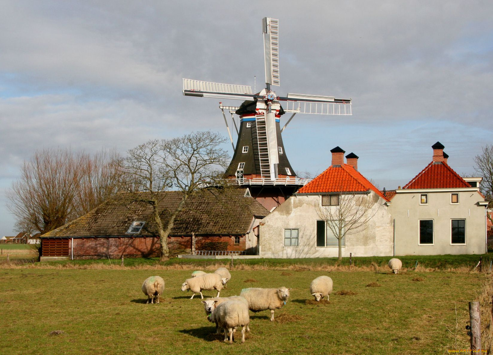 разное, мельницы, нидерланды, овца