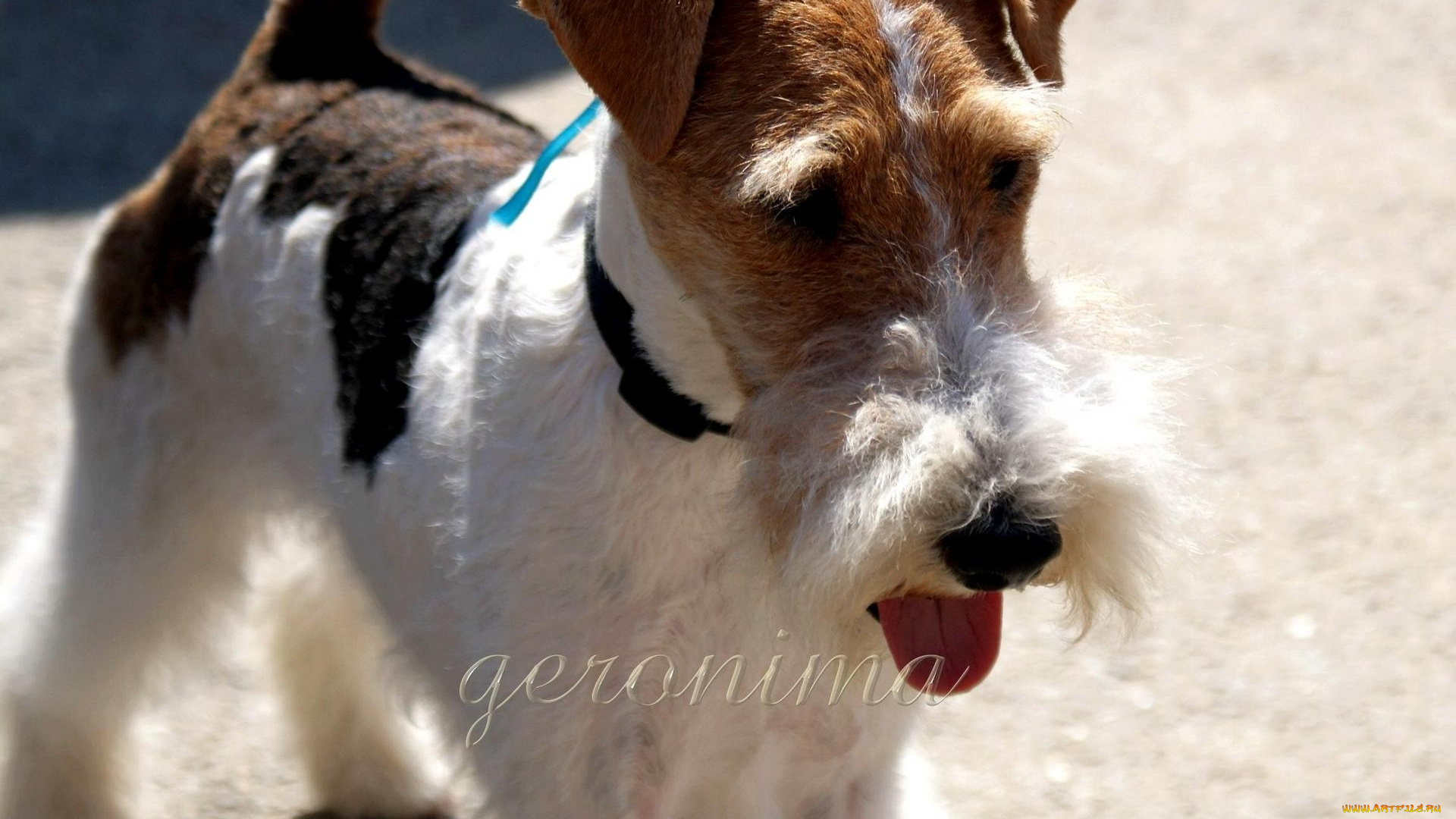 автор, geronima, животные, собаки, fox, terrier