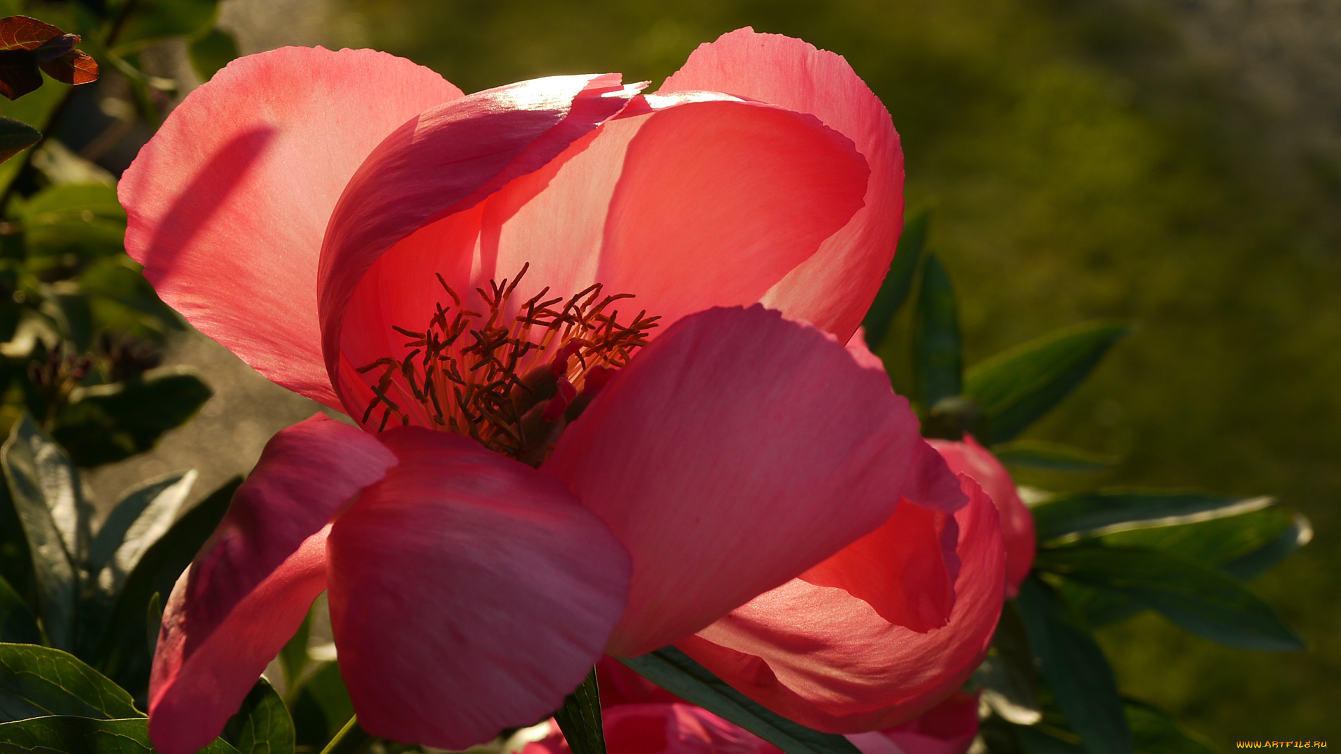 цветы, пионы, paeonia