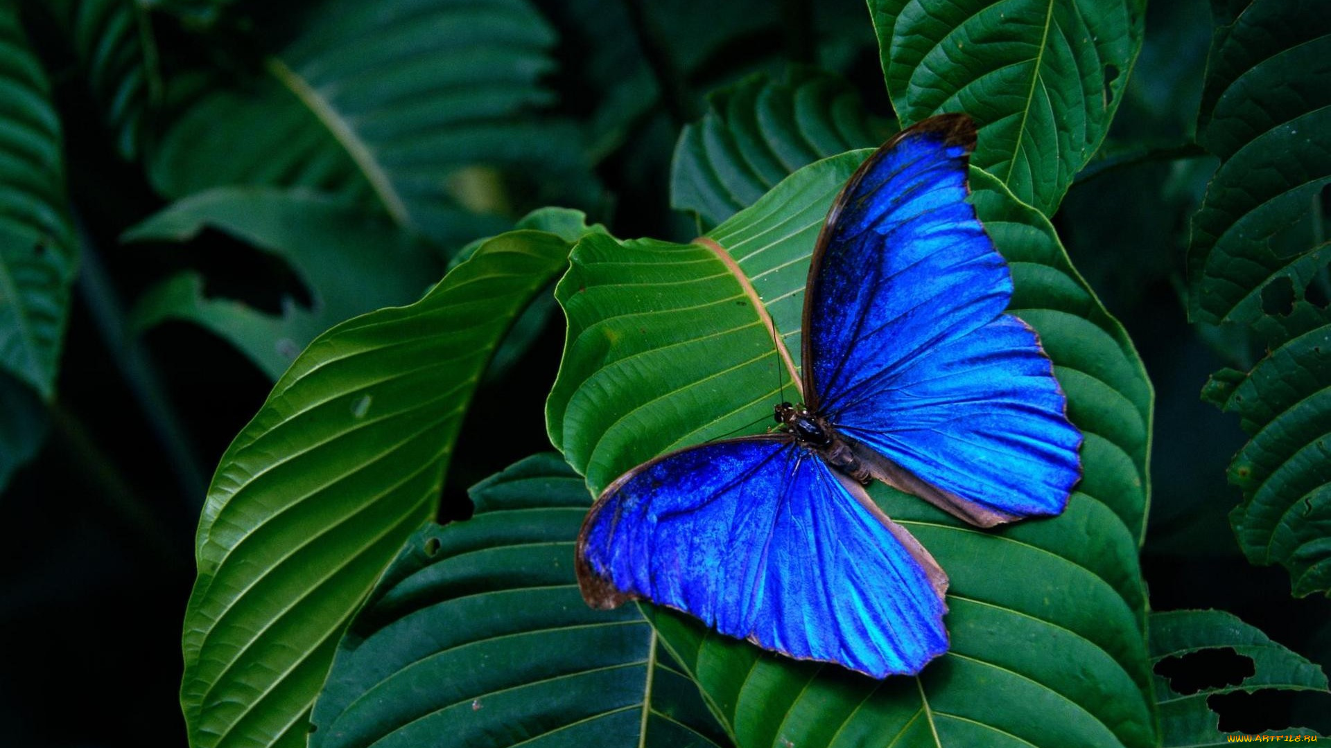 животные, бабочки, синяя, бабочка, зеленые, листья