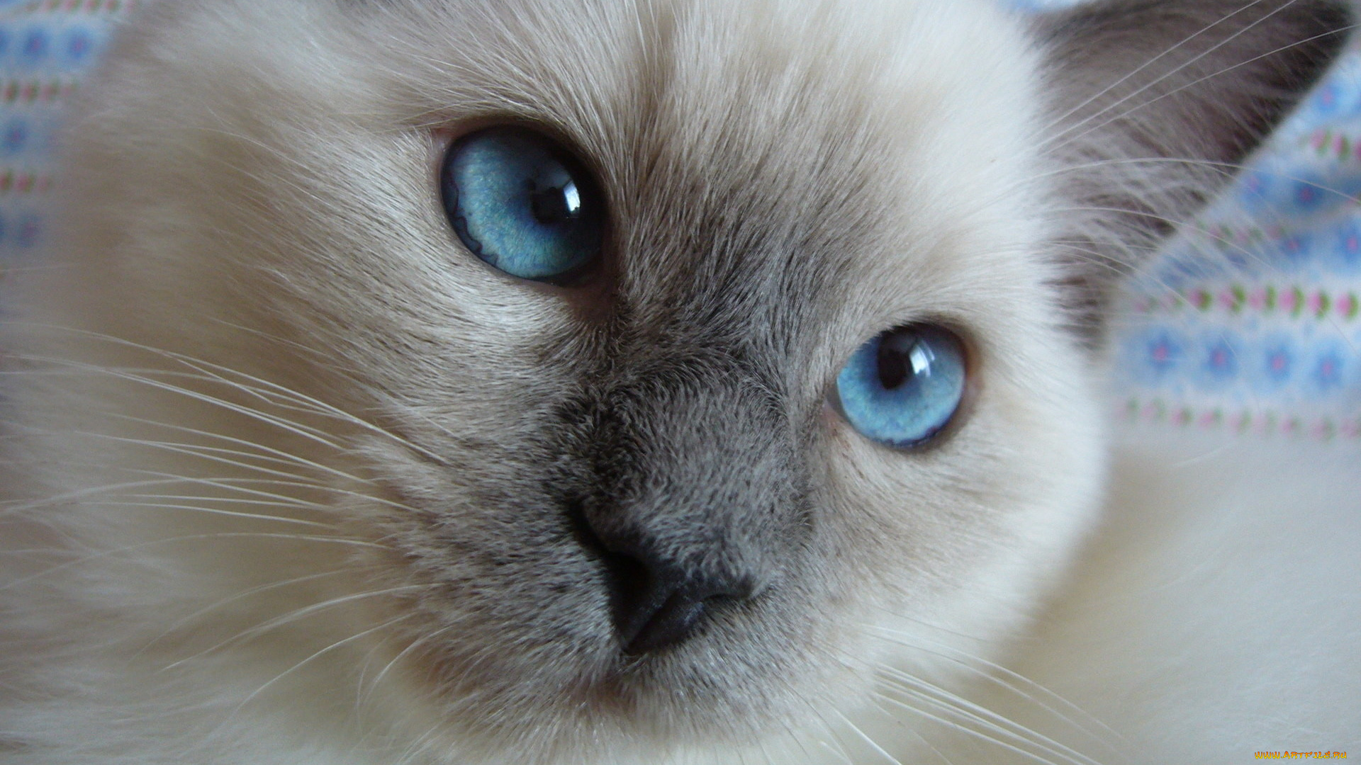 животные, коты, голубые, глаза