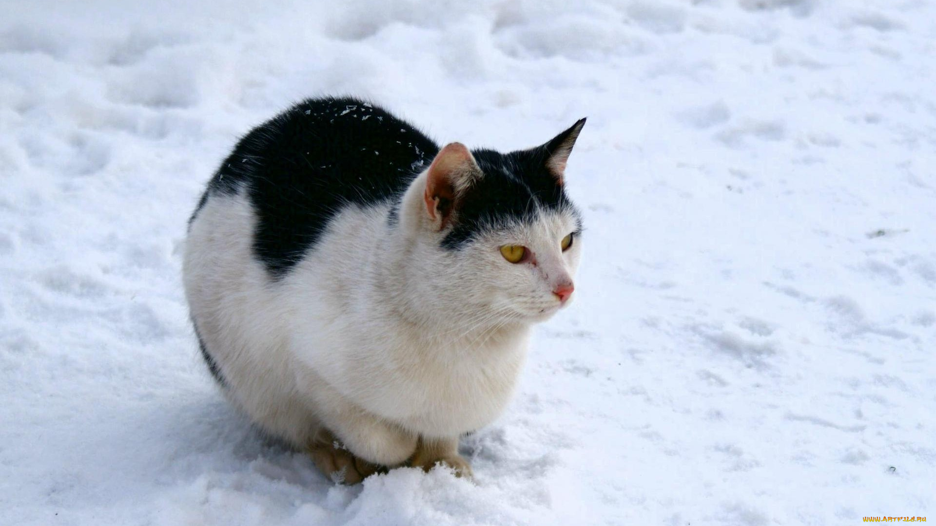 животные, коты, на, снегу