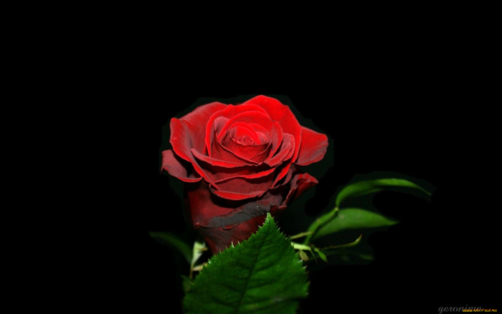 автор, geronima, цветы, розы, красный