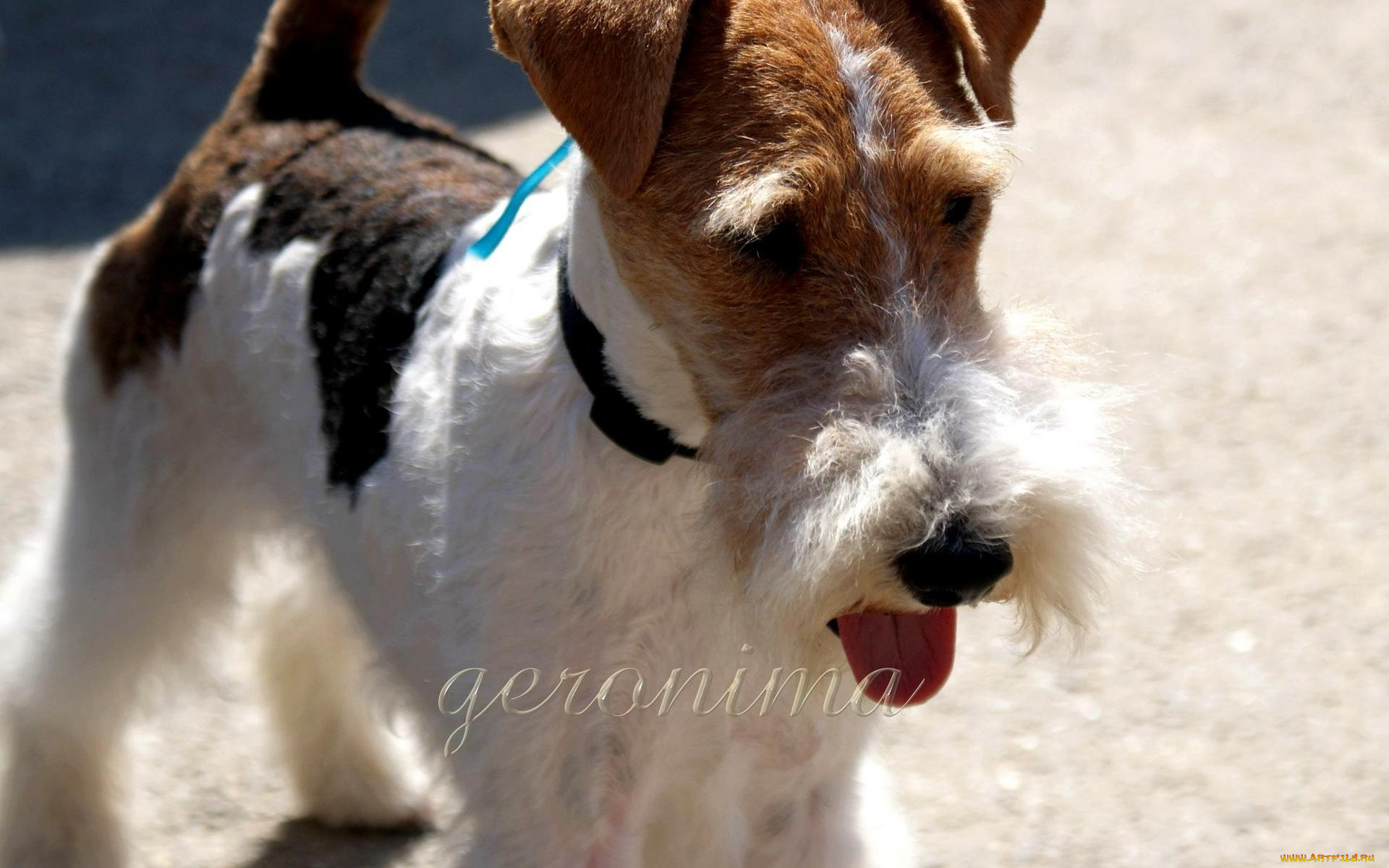 автор, geronima, животные, собаки, fox, terrier