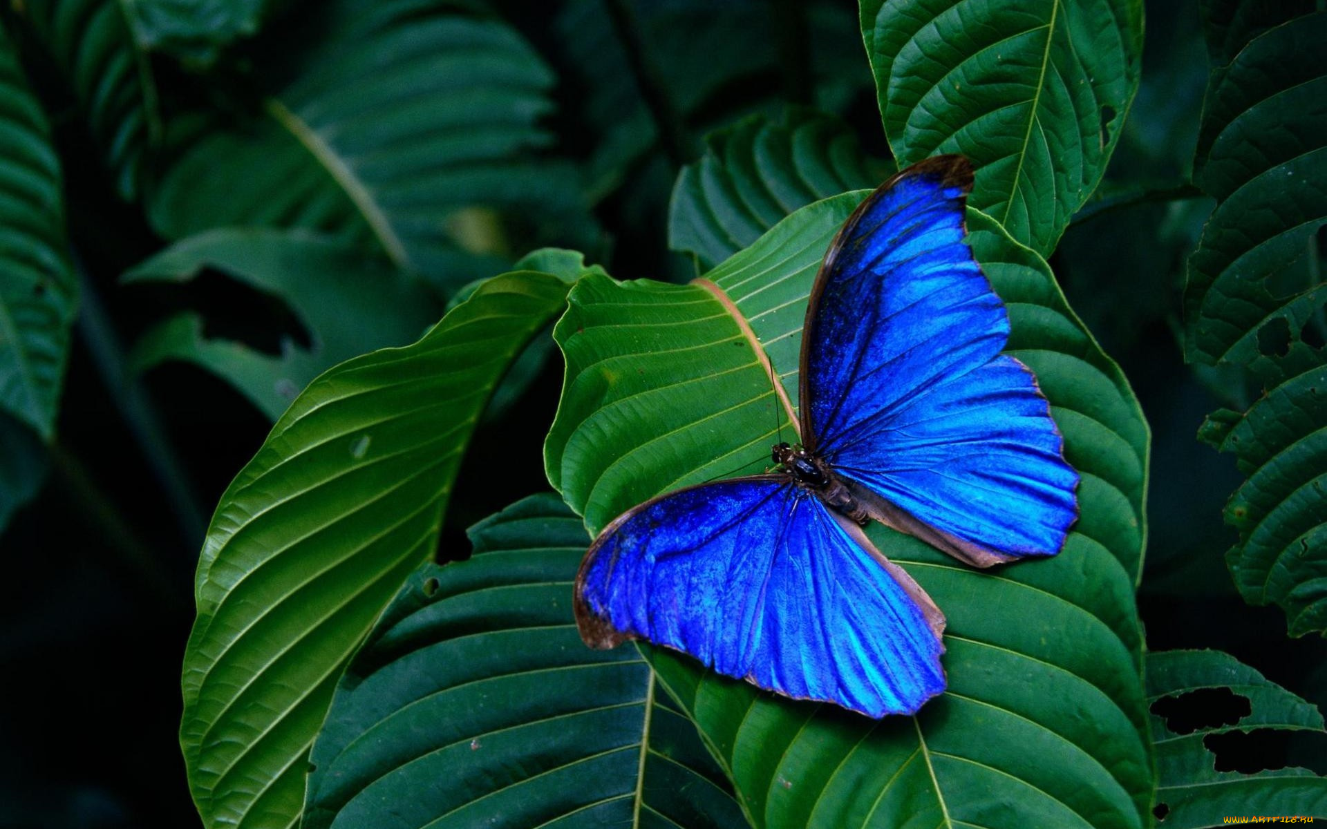 животные, бабочки, синяя, бабочка, зеленые, листья