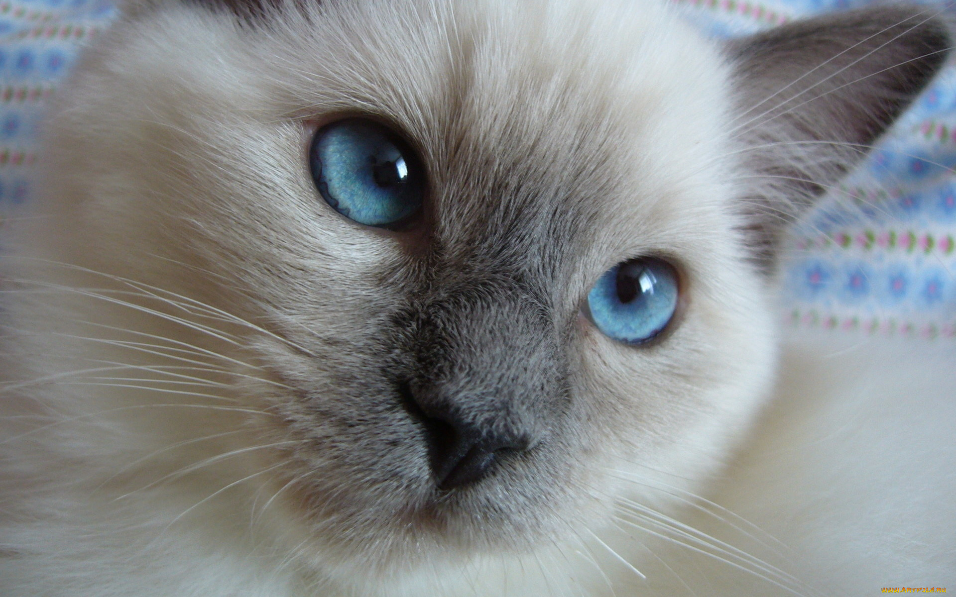 животные, коты, голубые, глаза