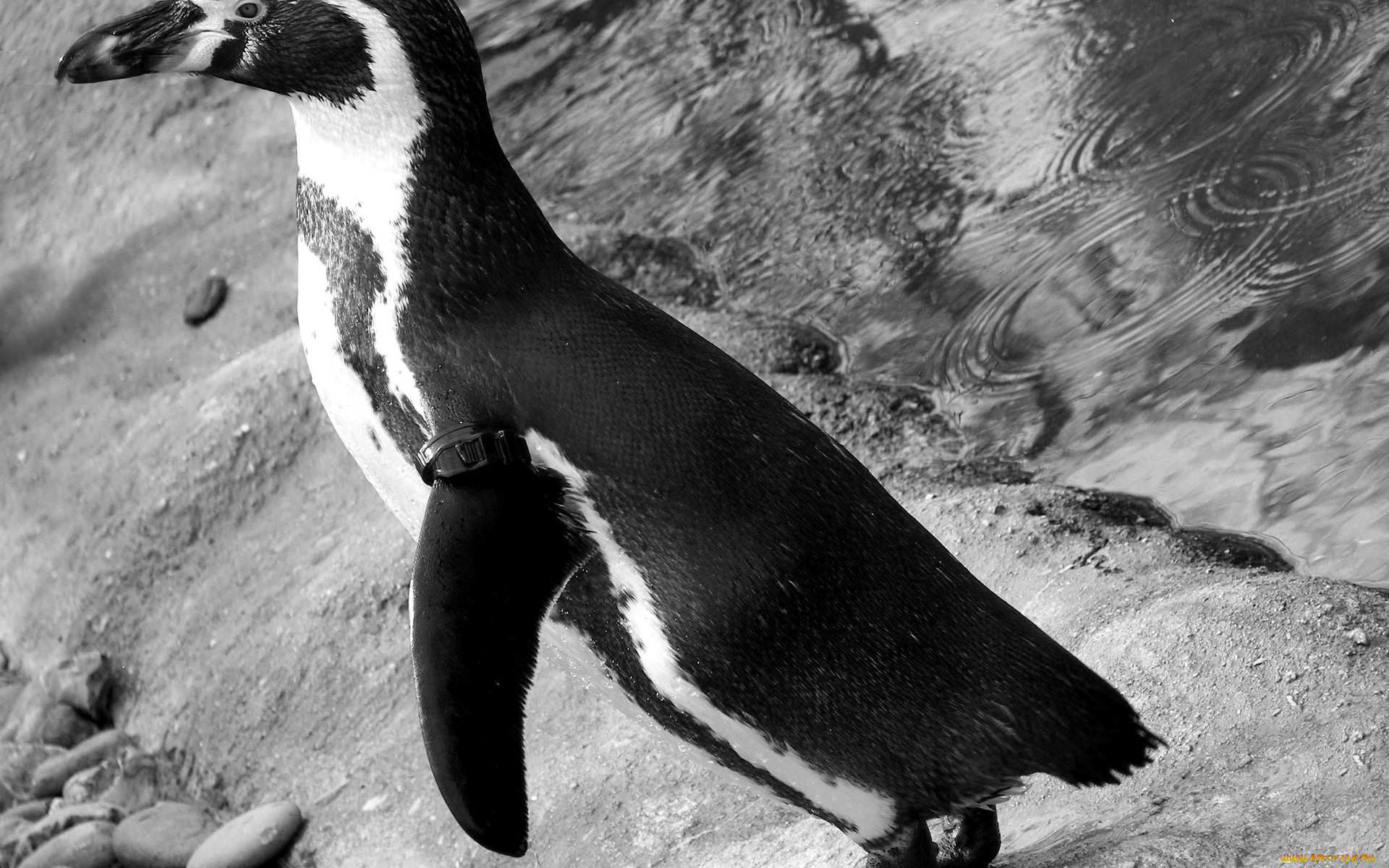 животные, пингвины, черно-белое, фото