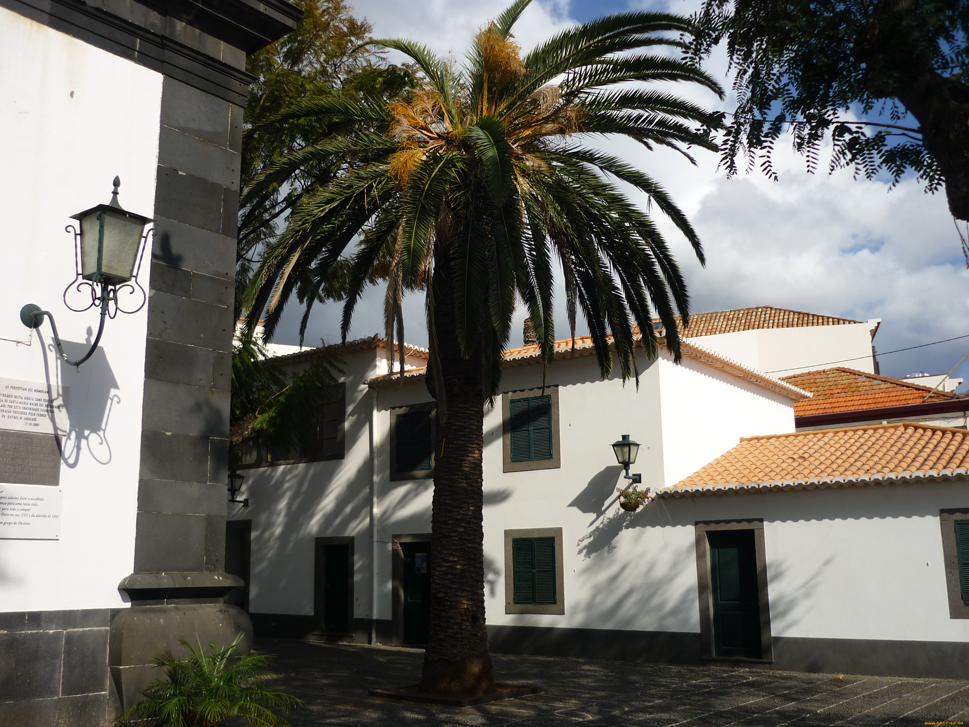 города, здания, дома, funchal, madeira, portugal, пальма