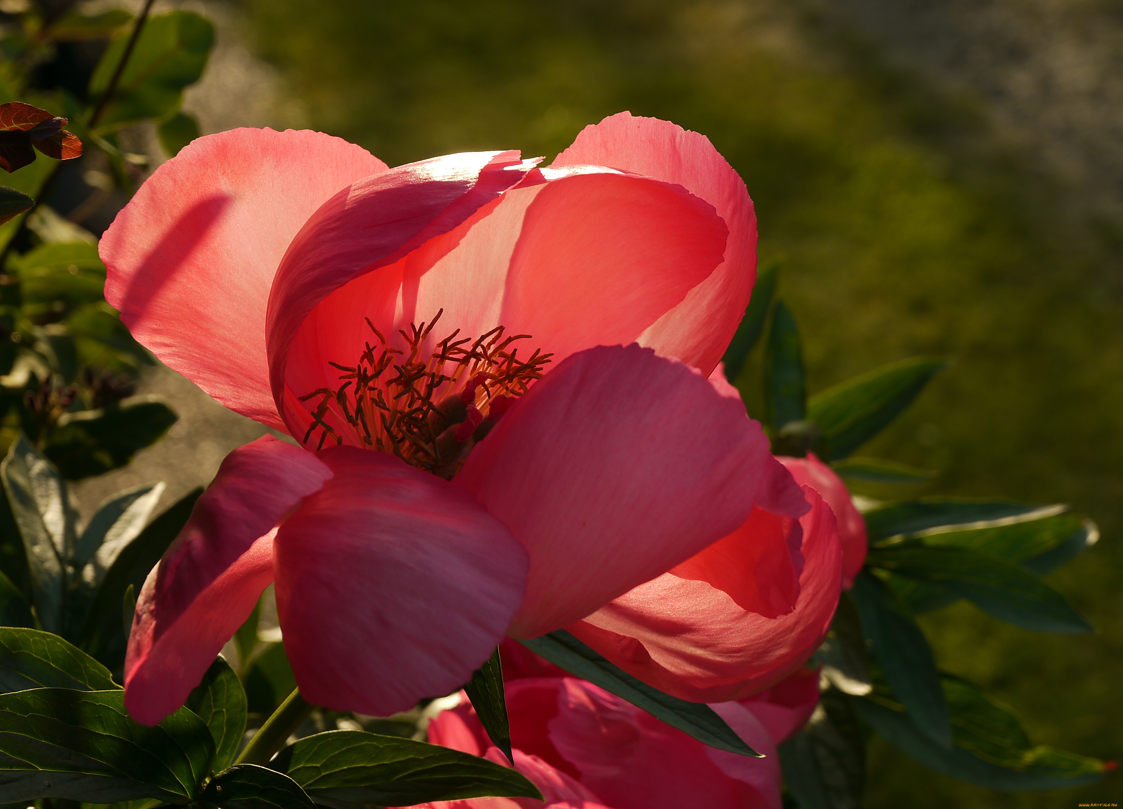 цветы, пионы, paeonia