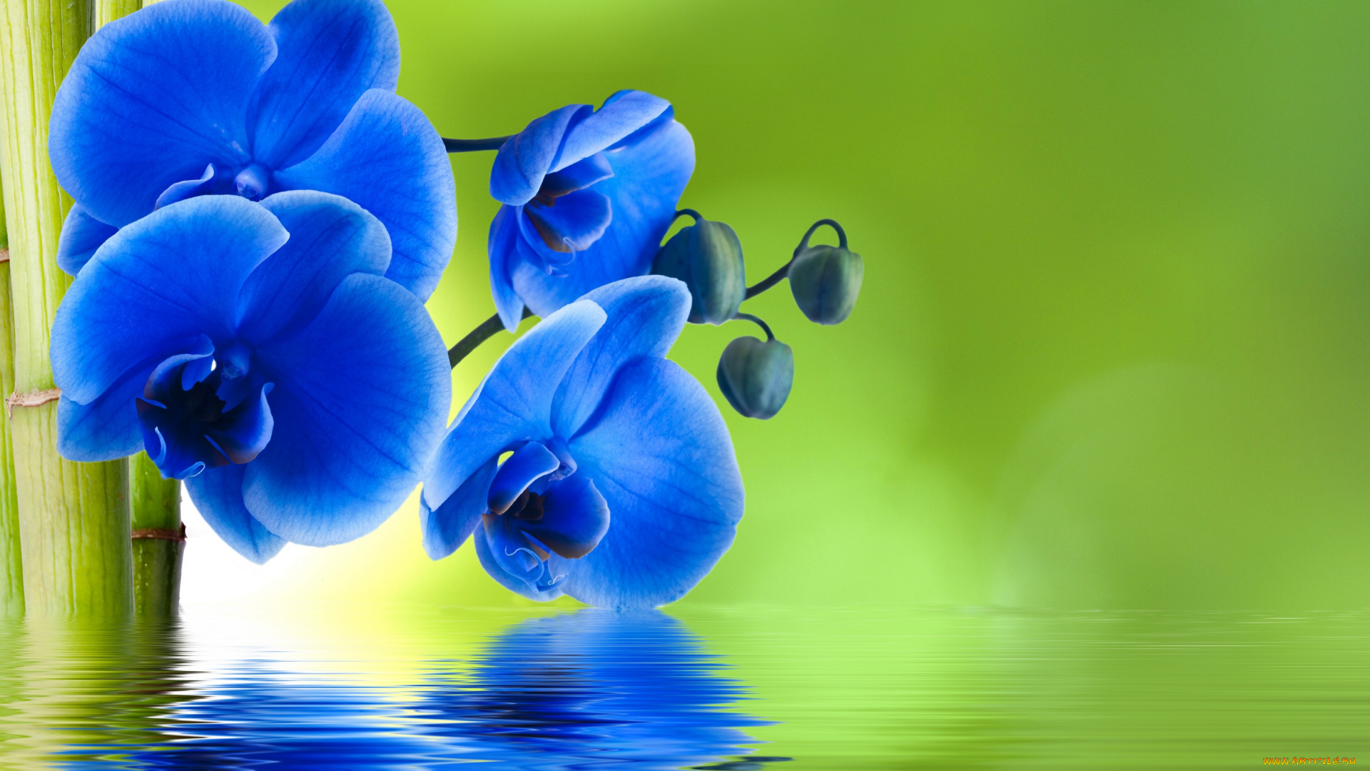 цветы, орхидеи, синяя, орхидея, бамбук, вода, фон, отражение