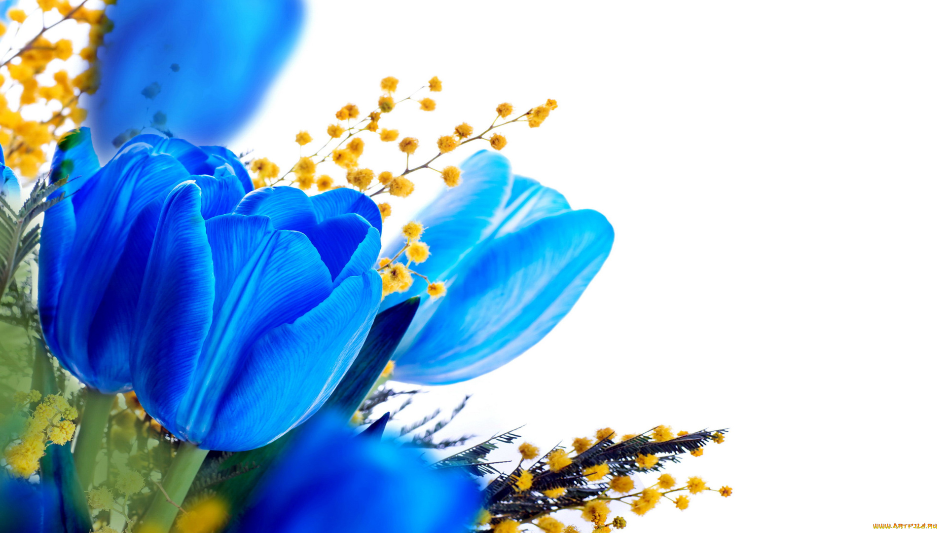 цветы, разные, вместе, синий, тюльпаны, мимоза