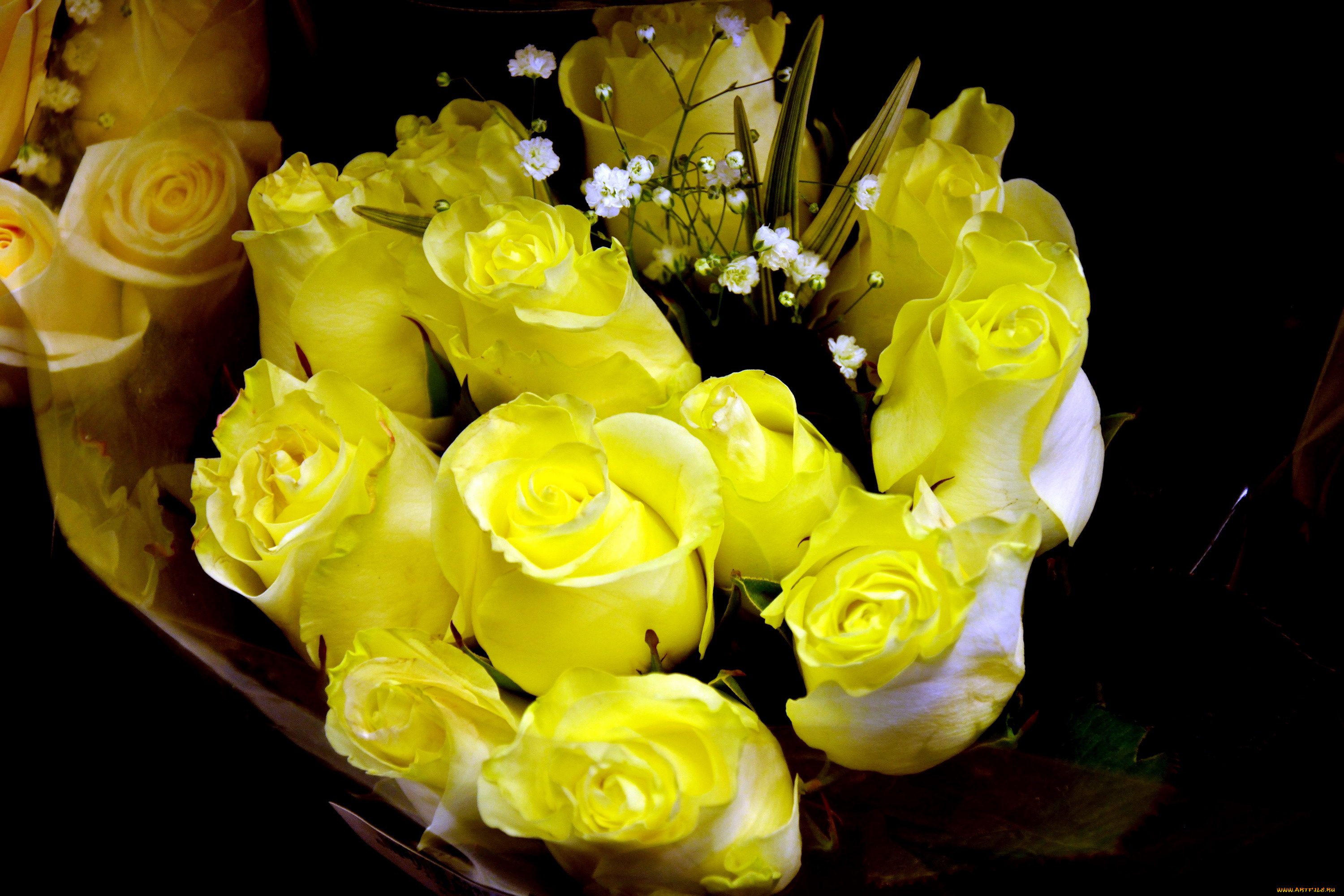 цветы, розы, бутоны, желтый
