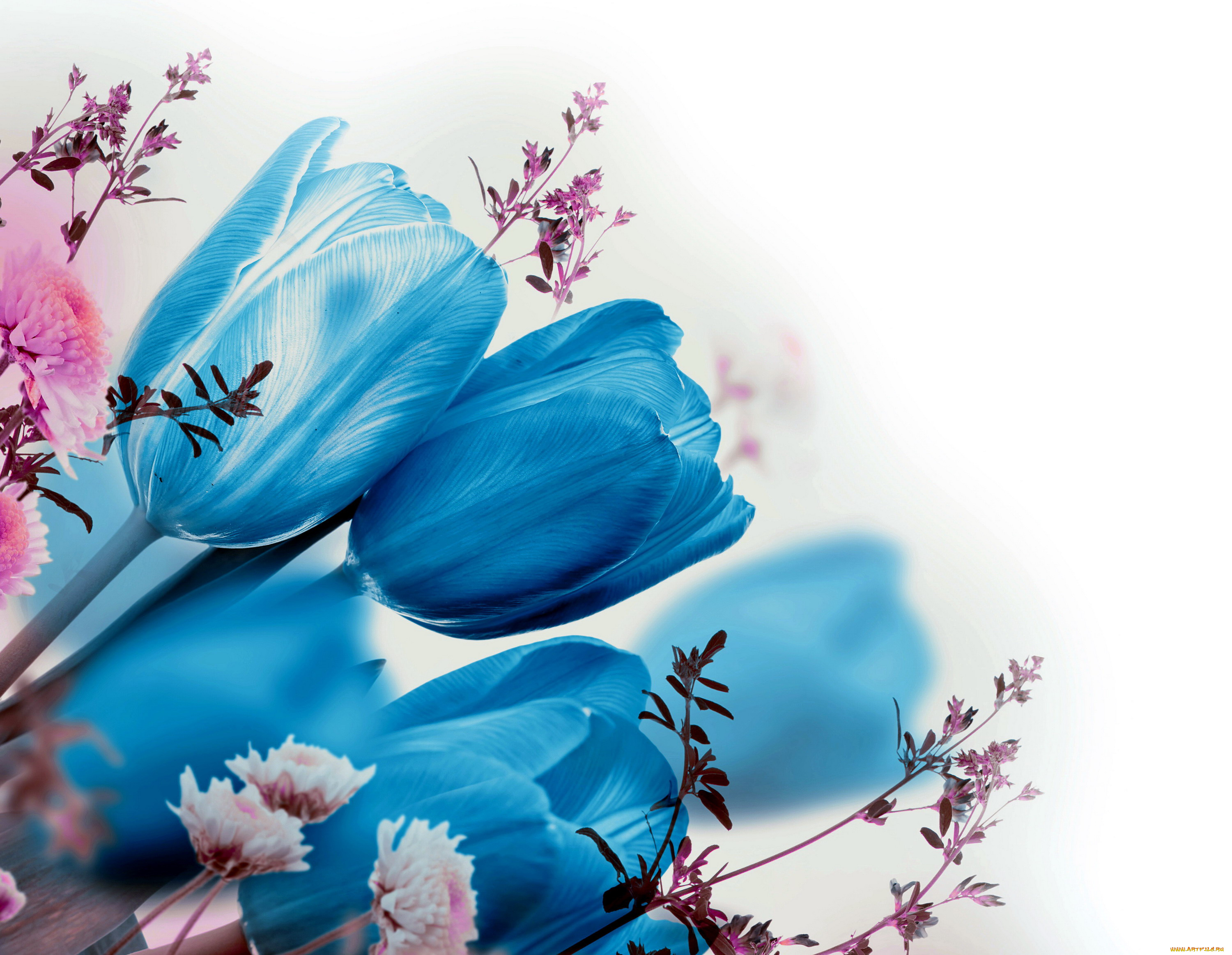цветы, разные, вместе, синий, тюльпаны