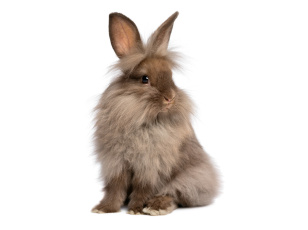 Картинка животные кролики +зайцы белый фон серый зайка