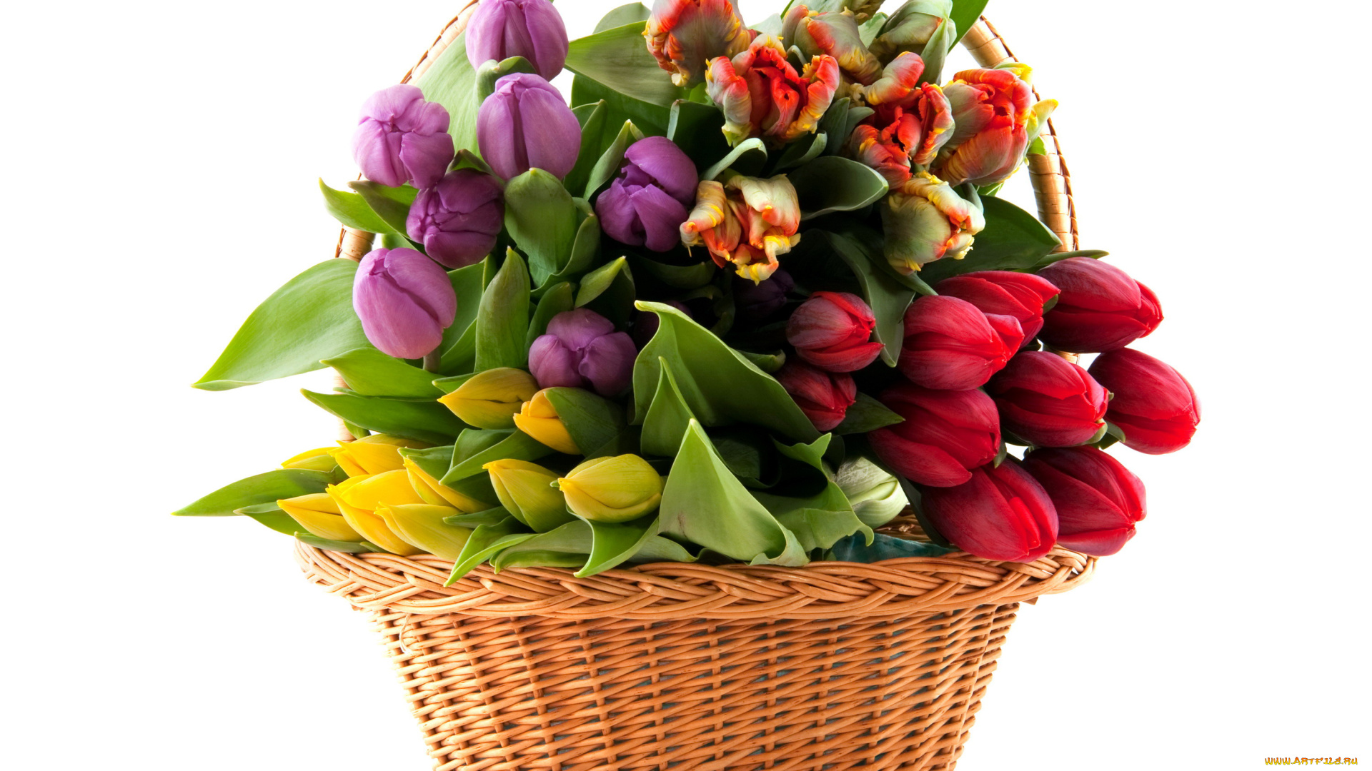цветы, тюльпаны, бутоны, корзинка