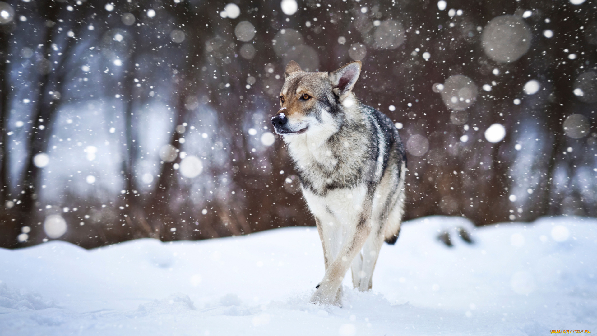 животные, собаки, wolfdog, собака, снег