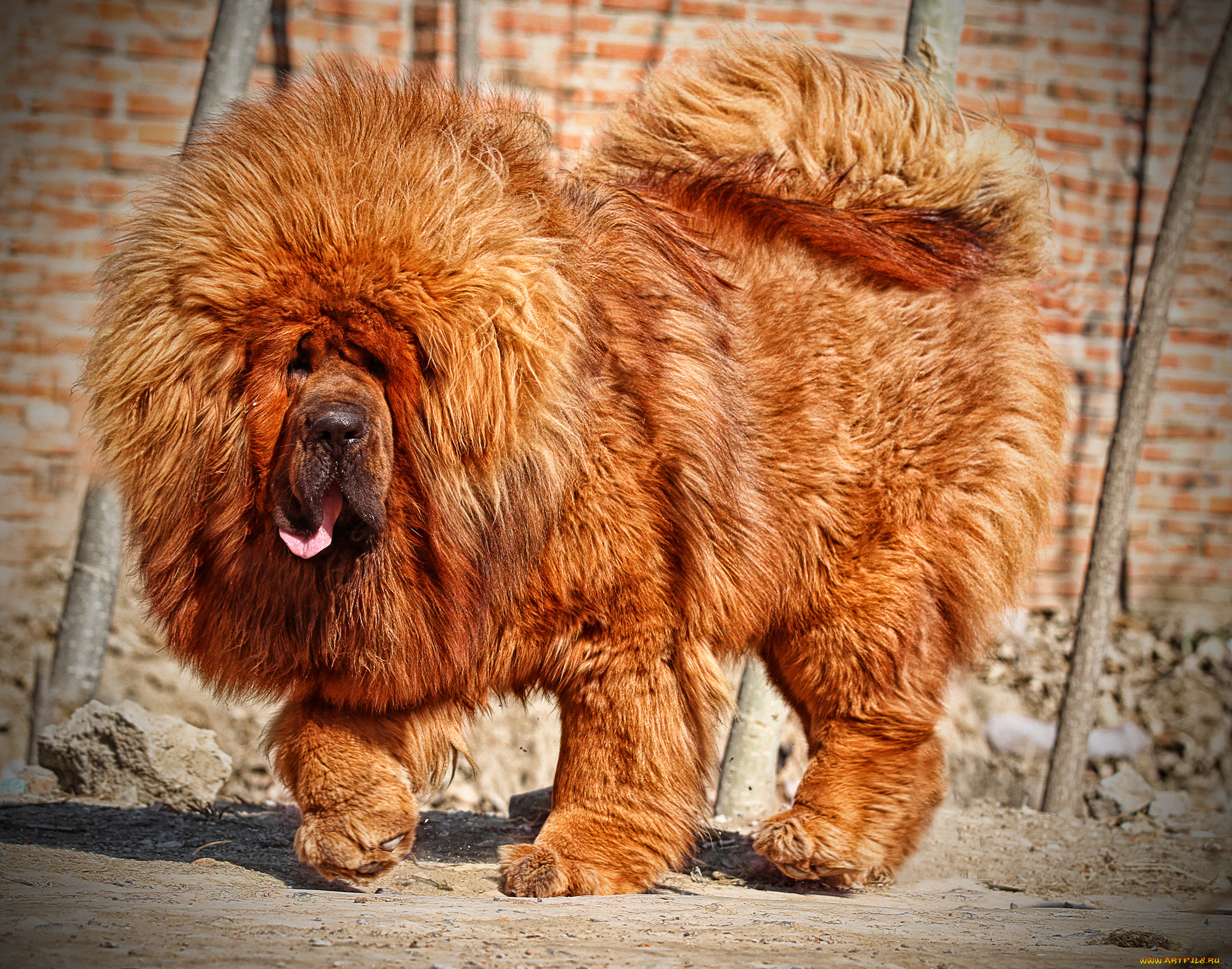 Тибетский мастиф самый большой в мире фото. Тибетский мастиф. Собака тибетский мастиф. Тибетский мастиф Хонг Донг. Собаки породы тибетский мастиф.