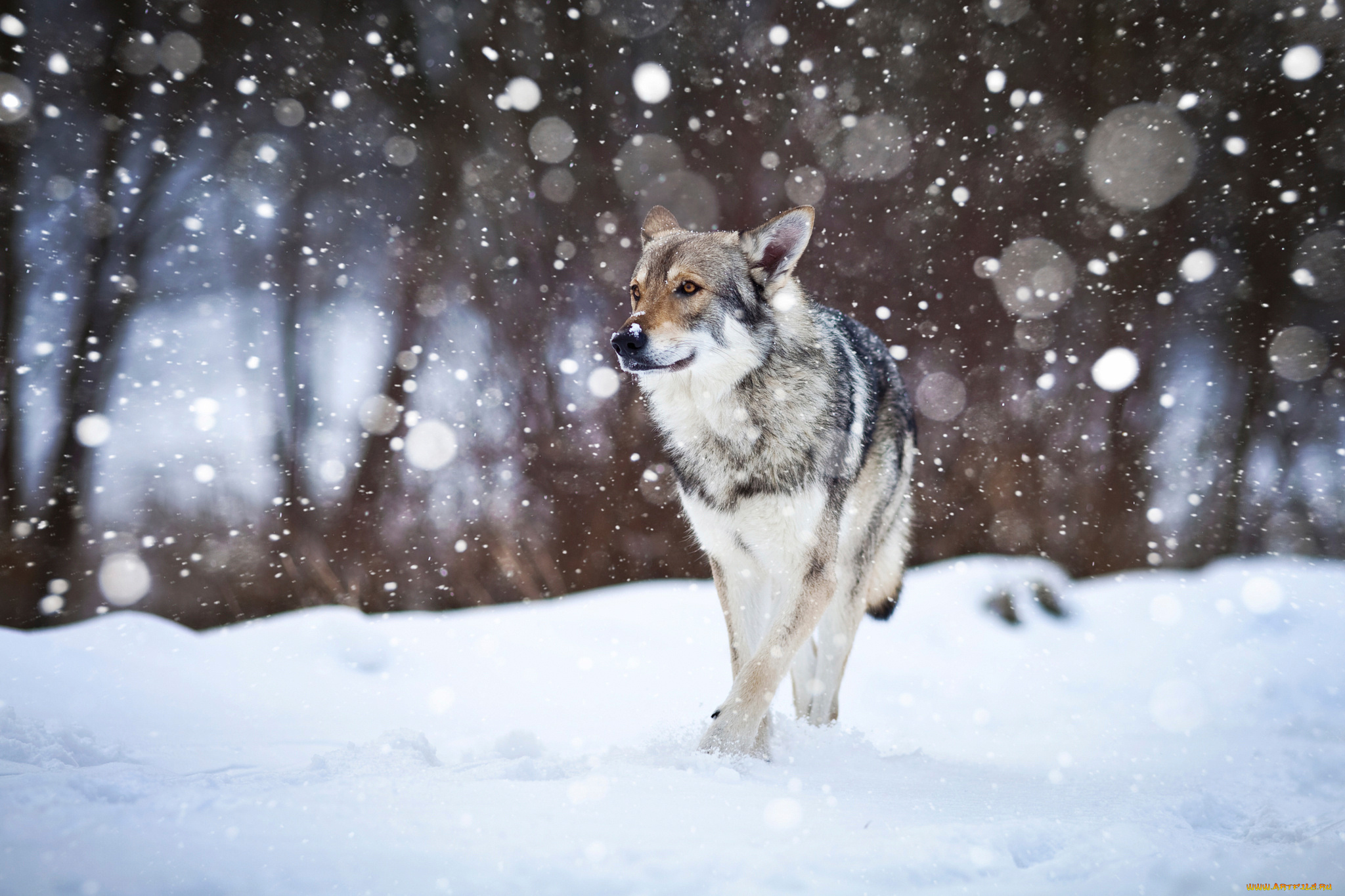 животные, собаки, wolfdog, собака, снег