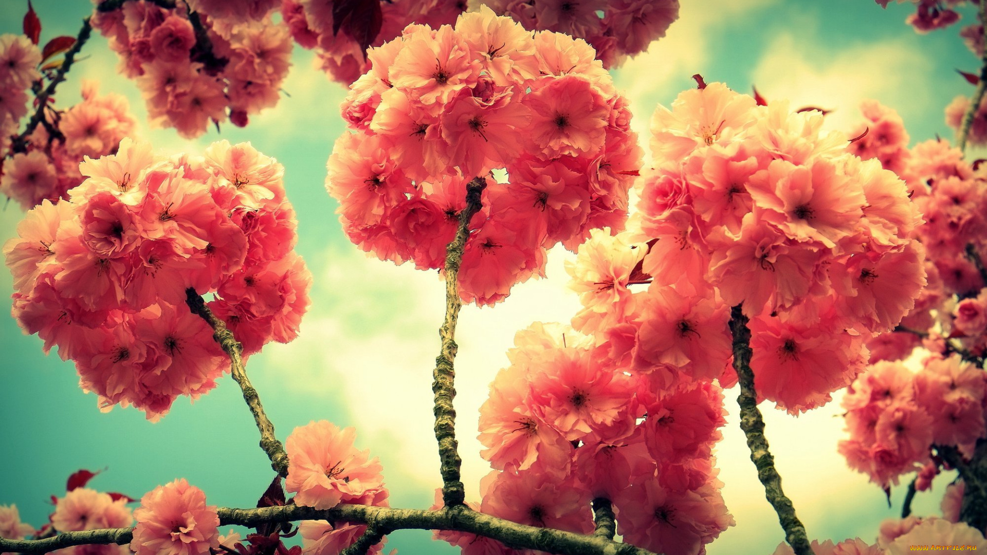 цветы, сакура, , вишня, весна, ветка, дерево