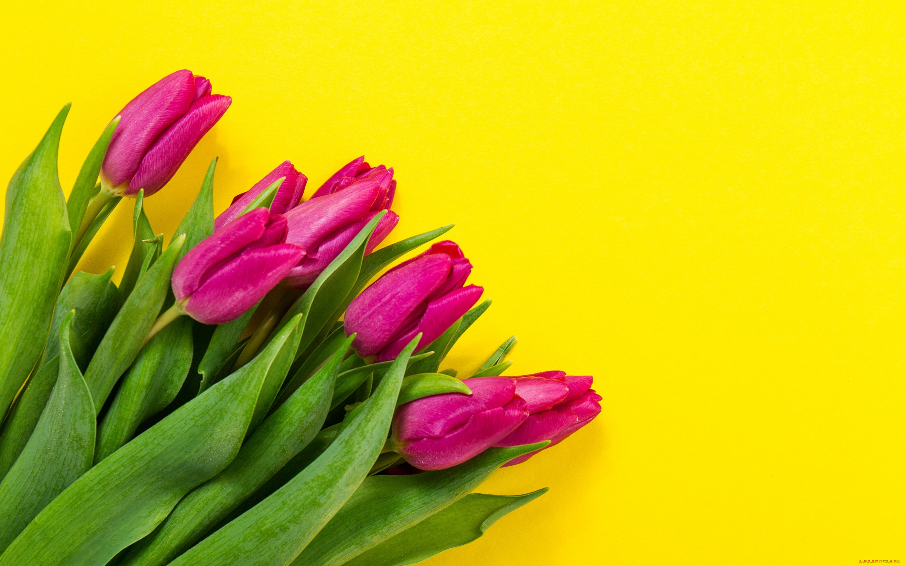 цветы, тюльпаны, colorful, fresh, flowers, spring, букет, yellow, purple, tulips