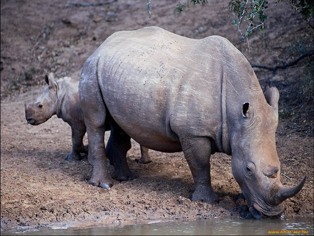 носорог, животные, носороги