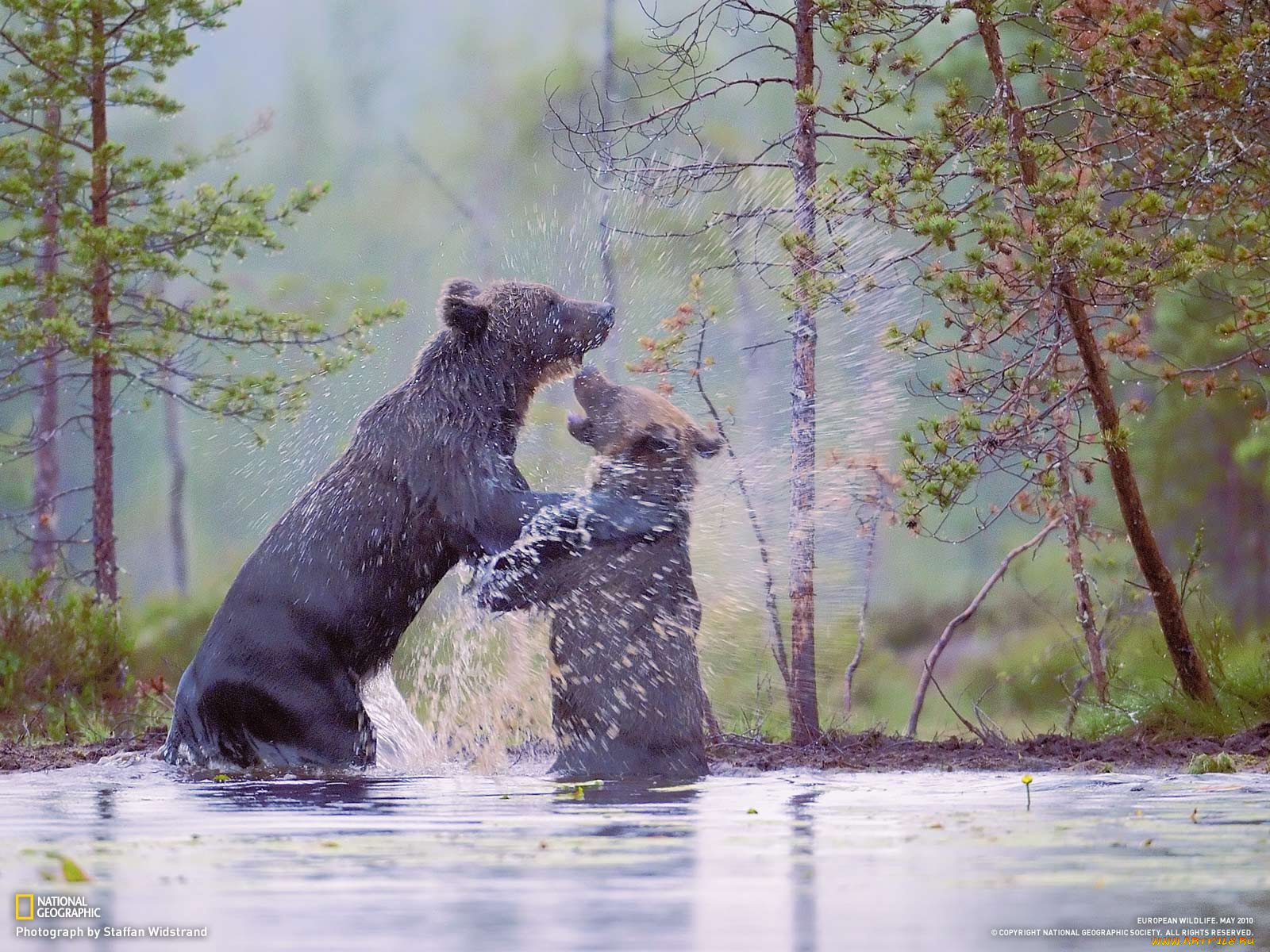 животные, медведи