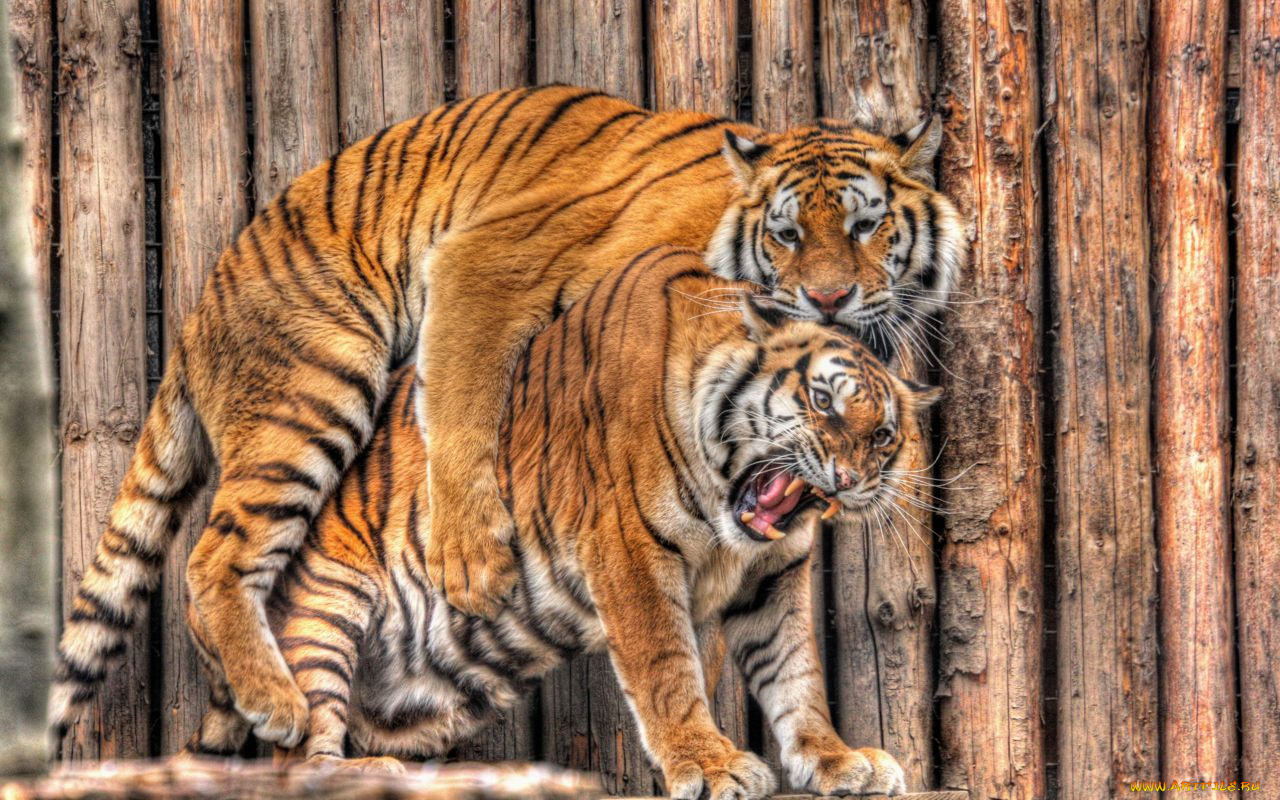 может, это, любовь, животные, тигры