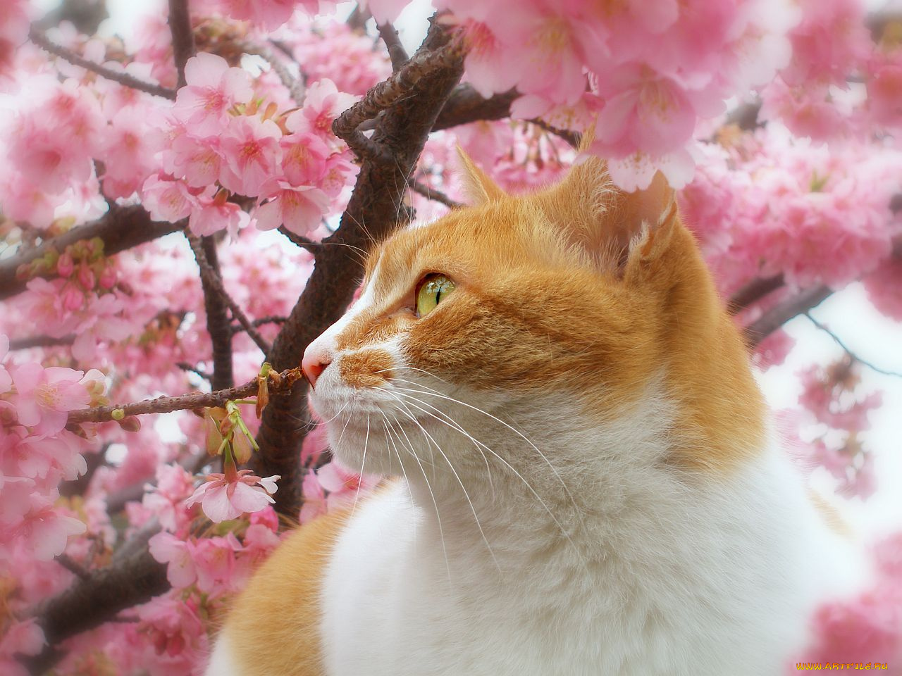животные, коты, кот, кошка, дерево, цветы