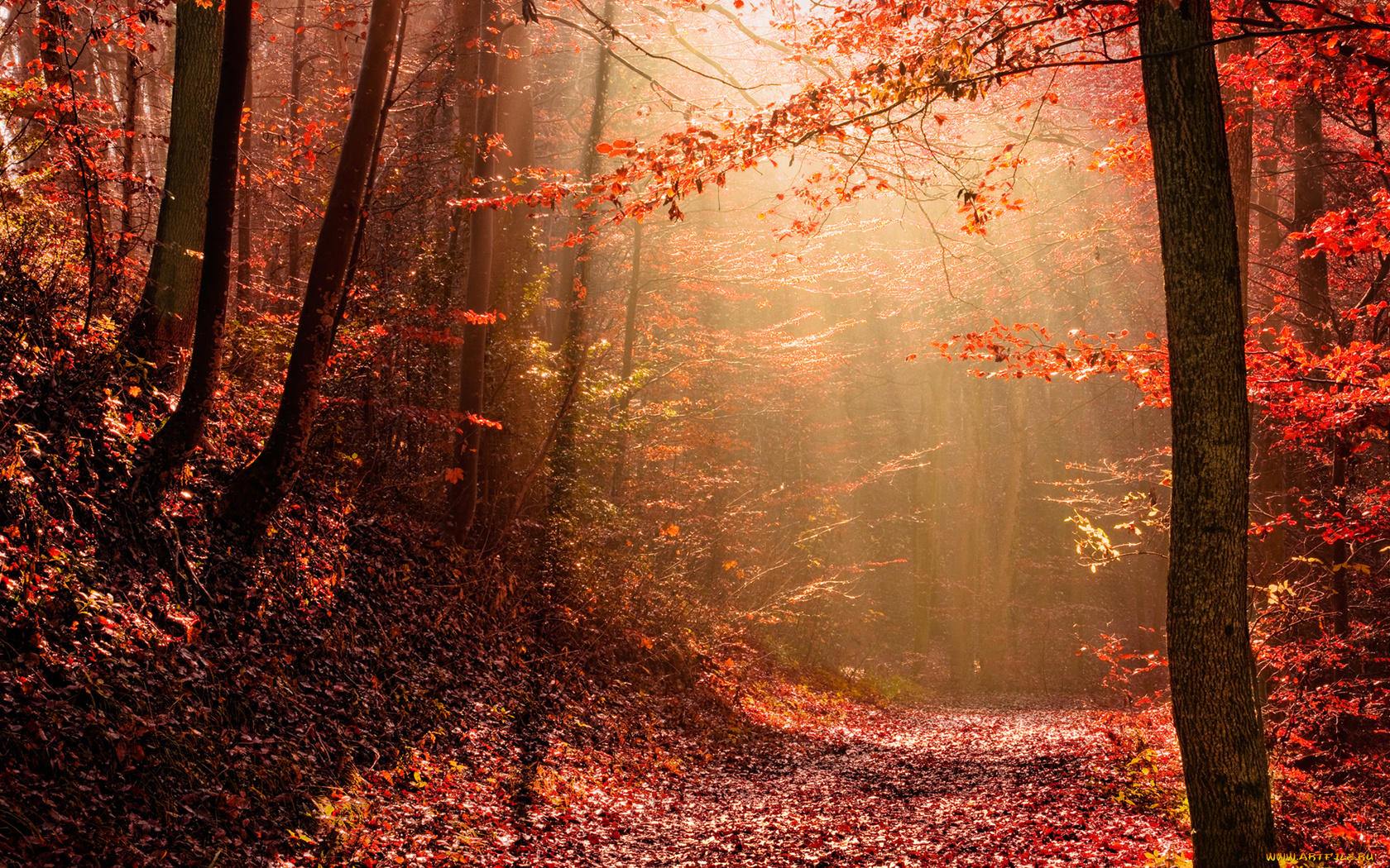 природа, лес, свет, осень