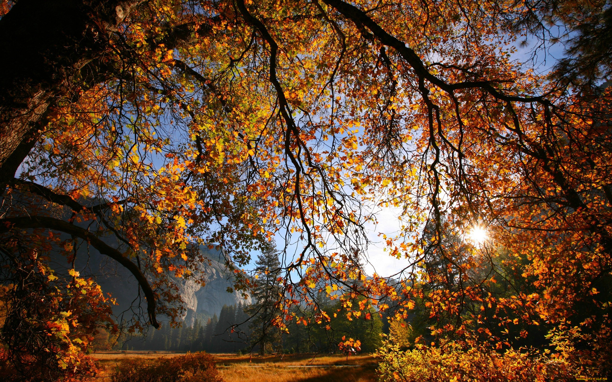 природа, деревья, осень, солнце, листья, ветки, дерево