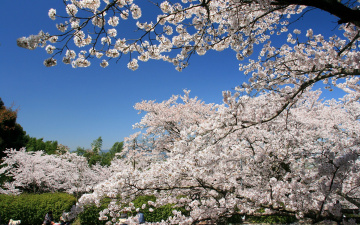 Картинка цветы сакура вишня ветки небо
