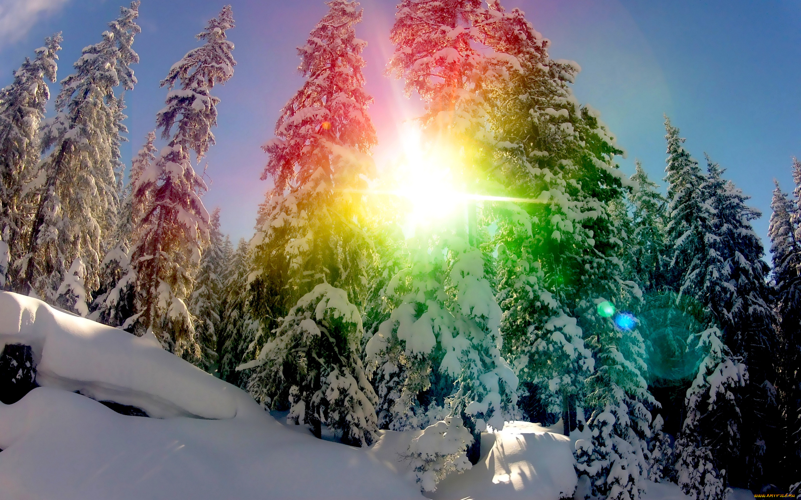 snow, rainbow, природа, зима, снег, ели, солнце, сияние
