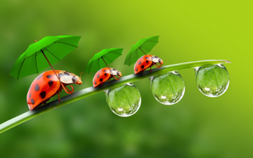 Картинка разное компьютерный+дизайн a blade of grass зонтики капельки parasols droplets ladybirds божьи коровки травинка