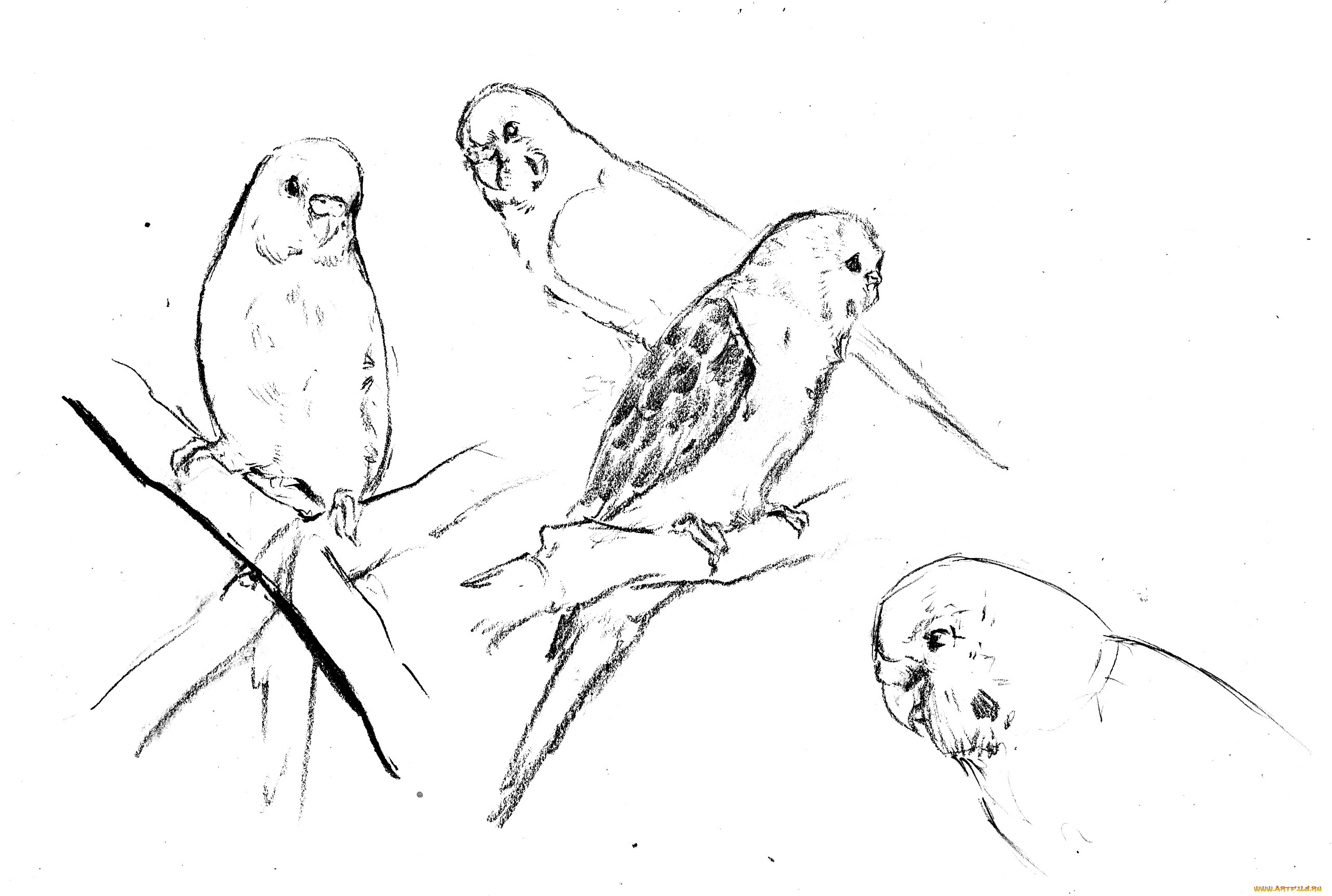 Наброски волнистых попугаев