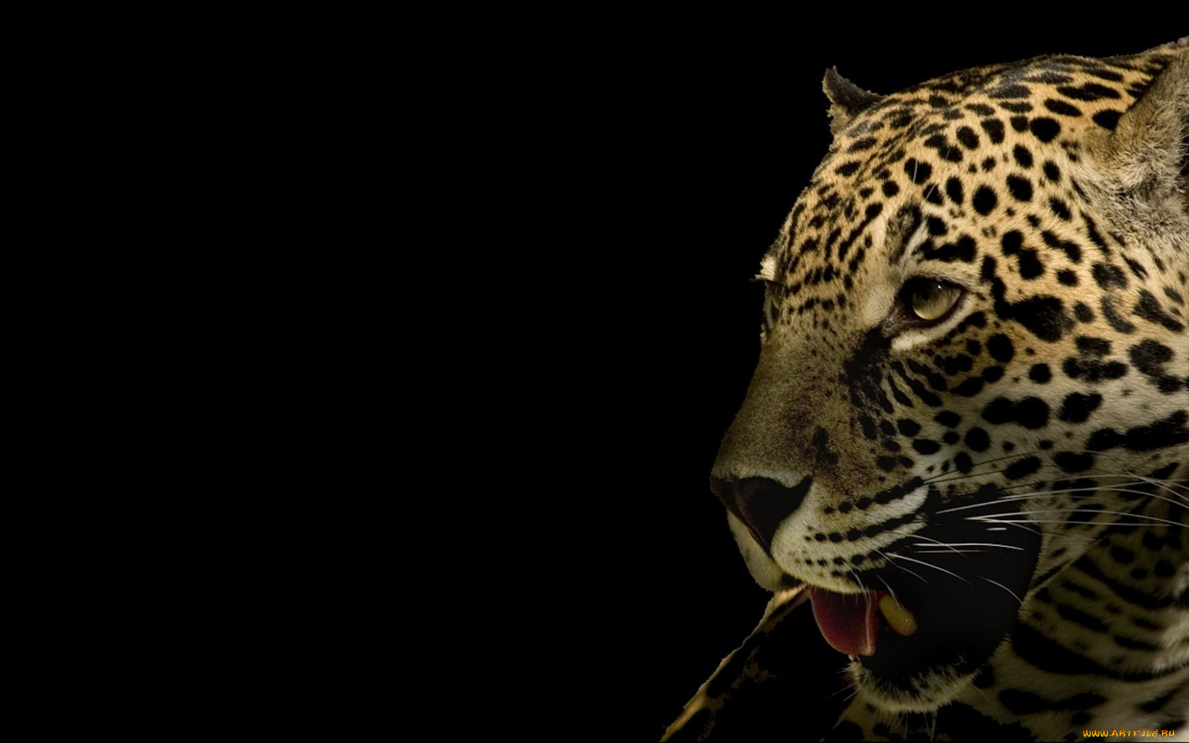 животные, Ягуары, леопард, обои, тёмный, фон, ягуар