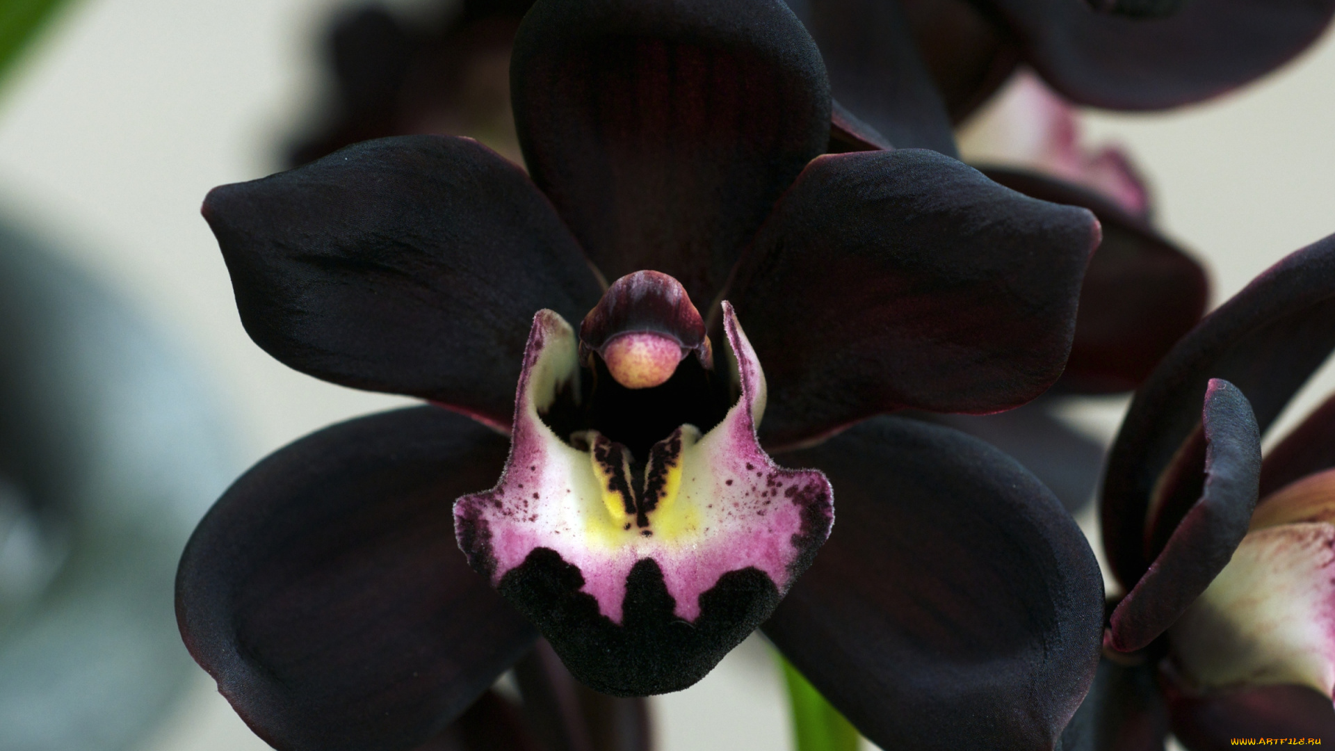 цветы, орхидеи, черный, экзотика