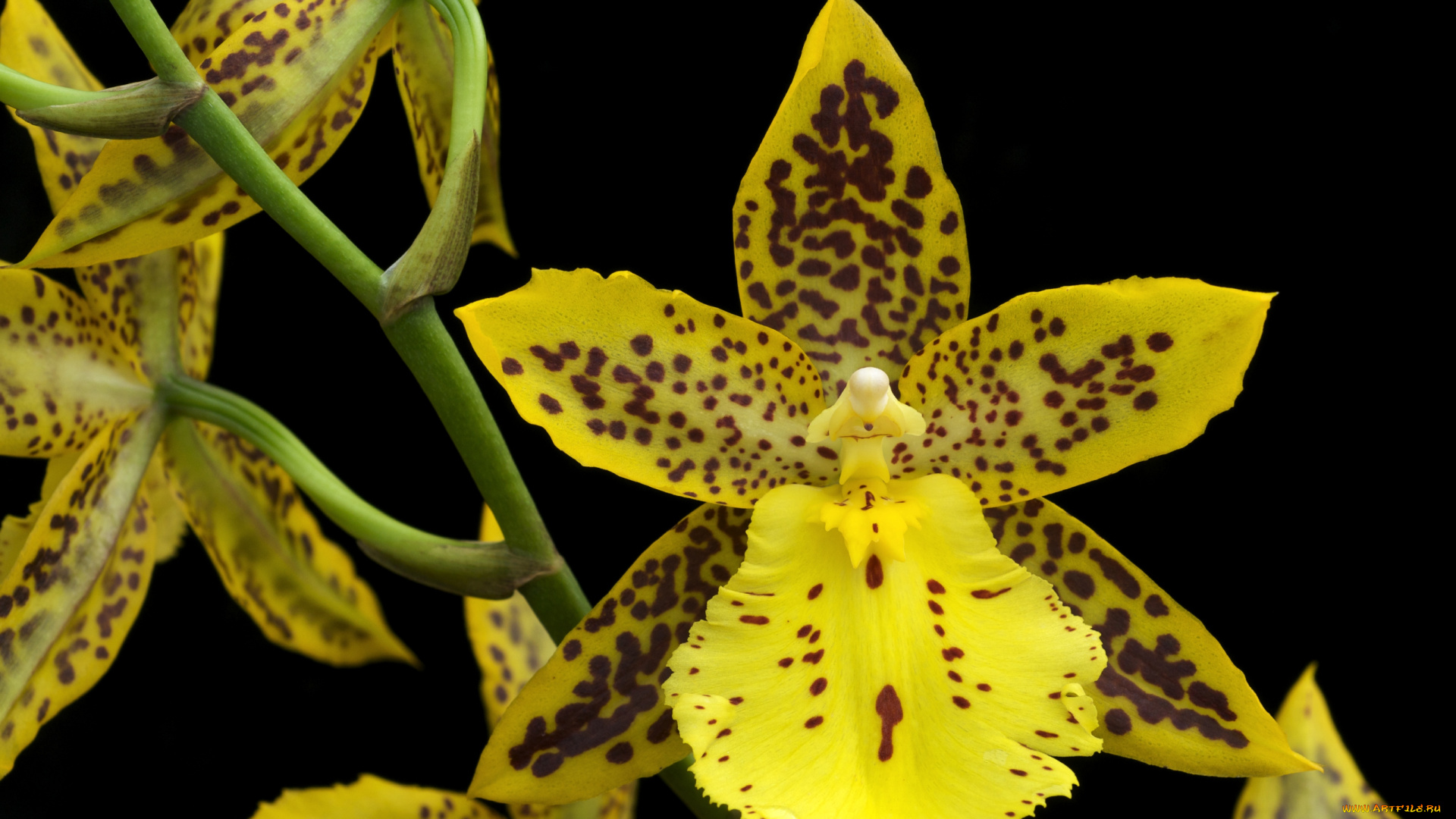 цветы, орхидеи, пятнистый, желтый, экзотика