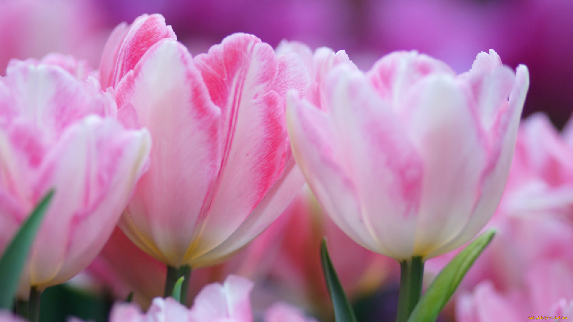 цветы, тюльпаны, розовый, нежность
