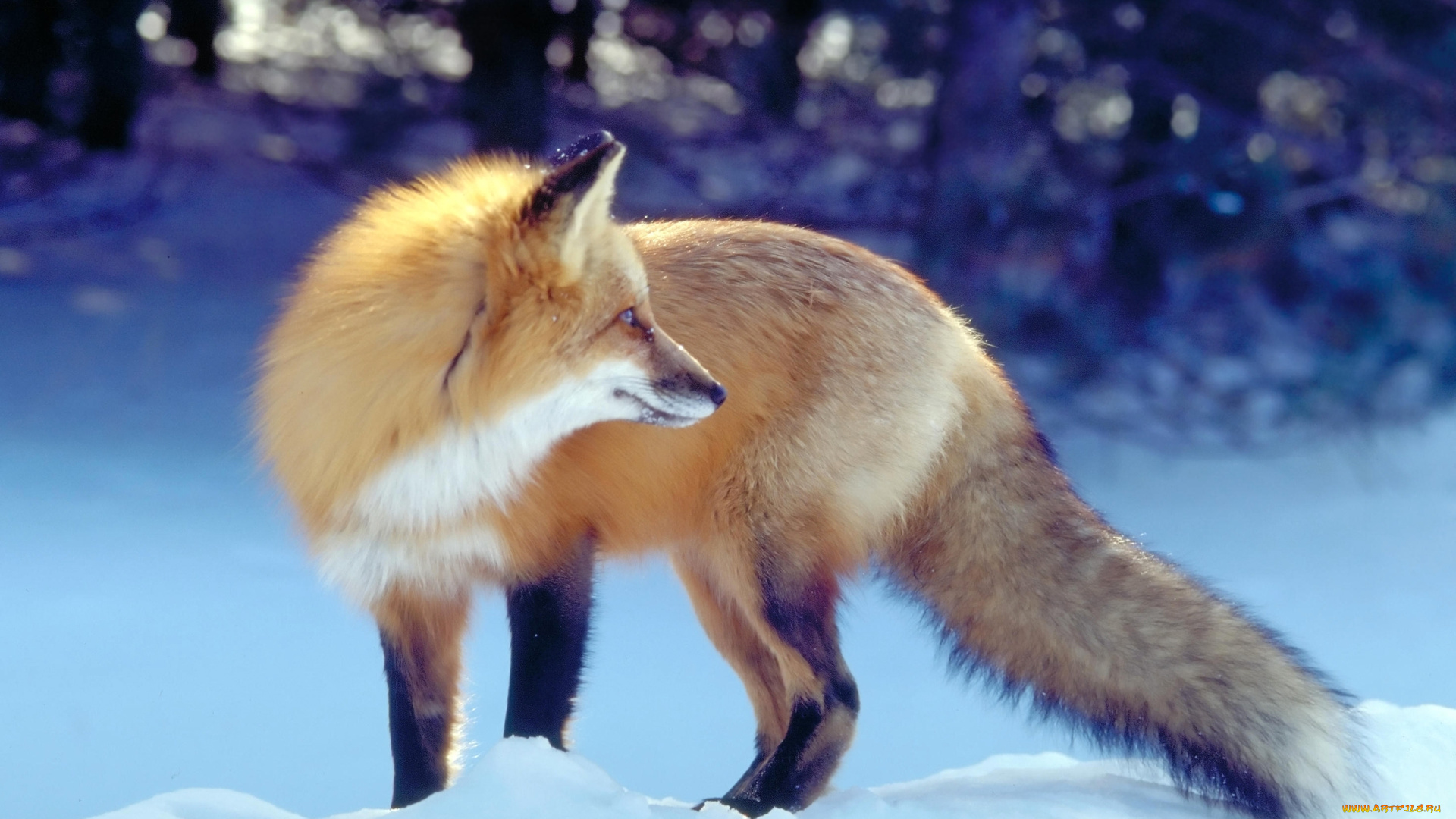животные, лисы, лисица, зима