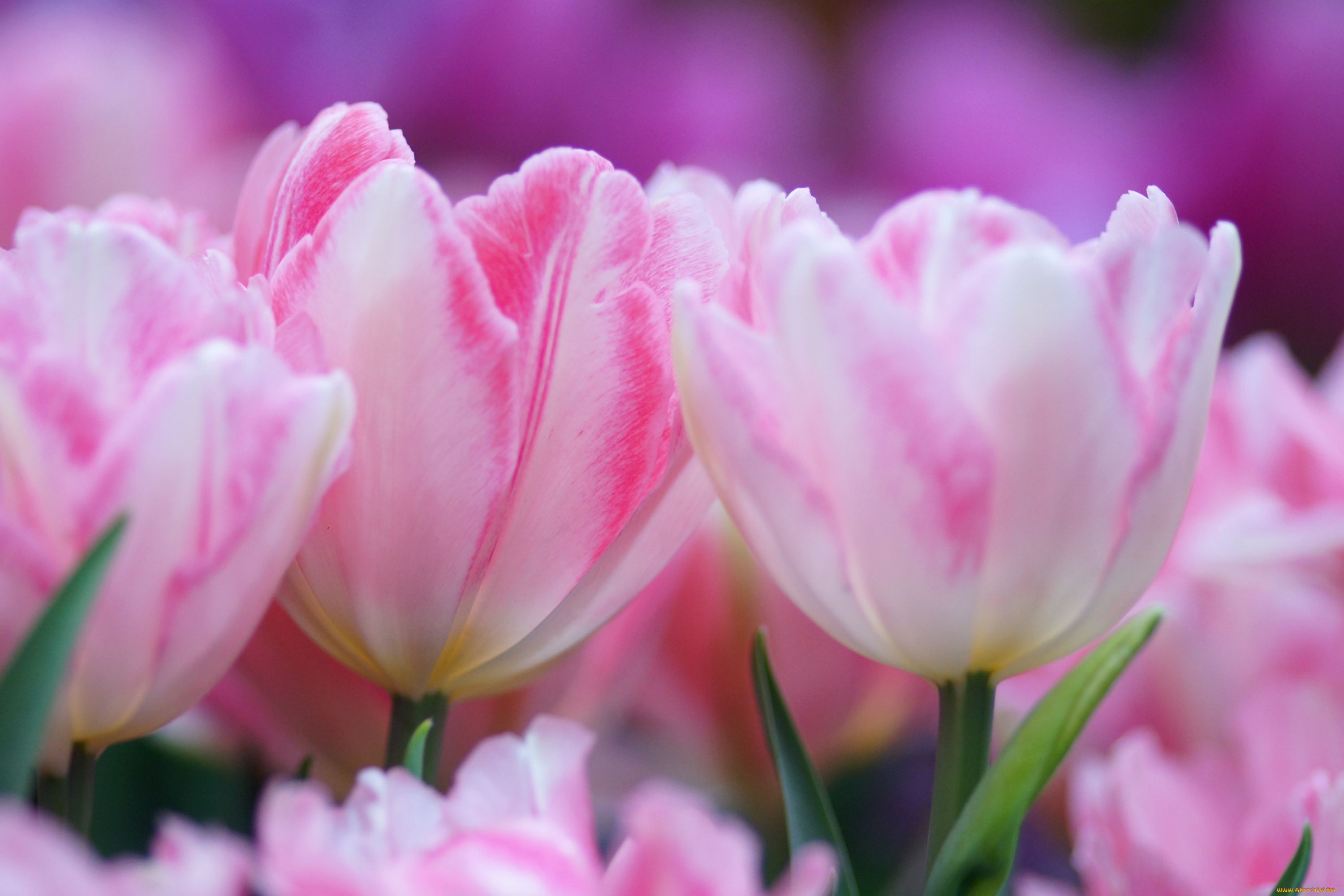 цветы, тюльпаны, розовый, нежность