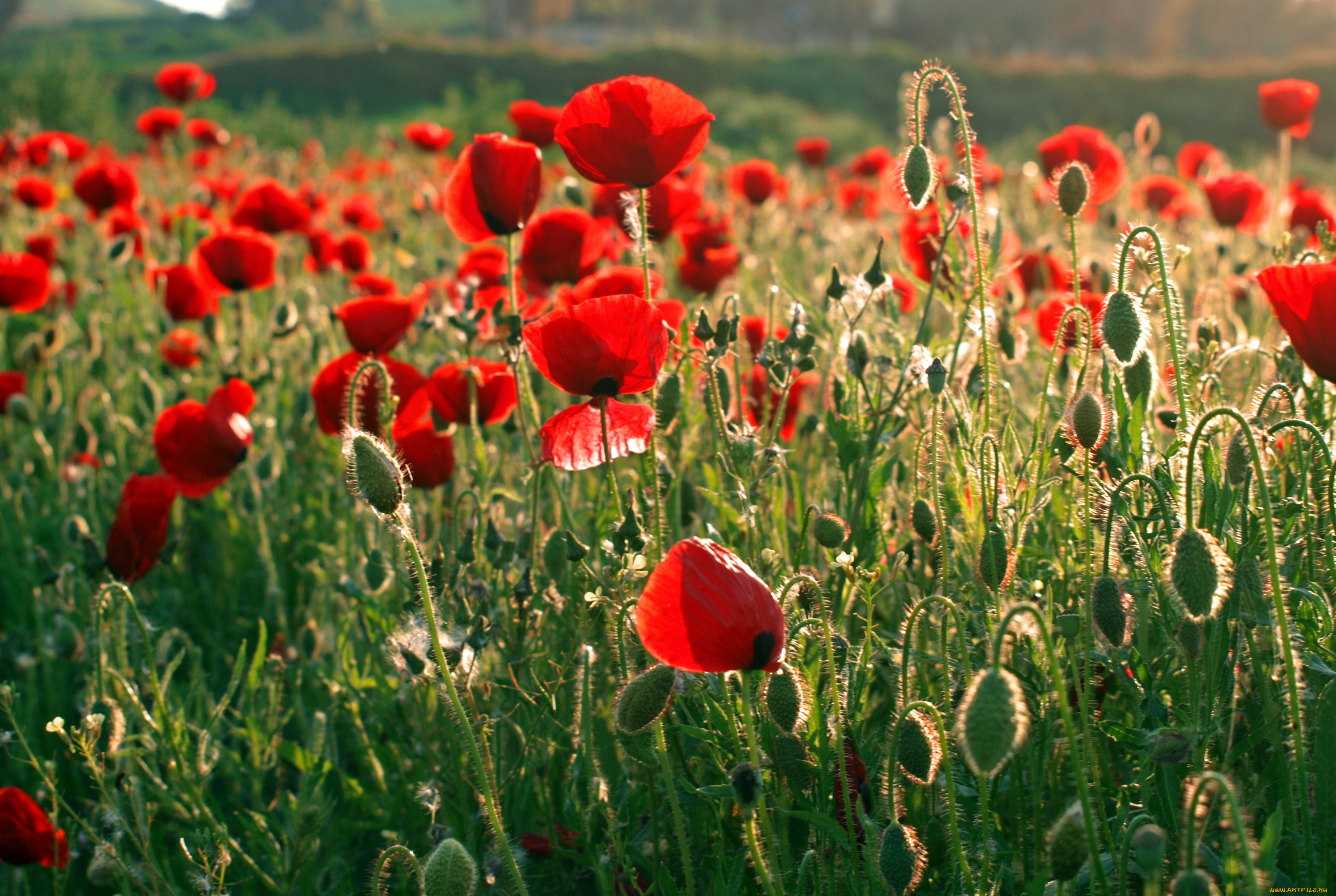 Poppy field. Маковое поле. Красные маки. Мак цветок. Поле красных маков.