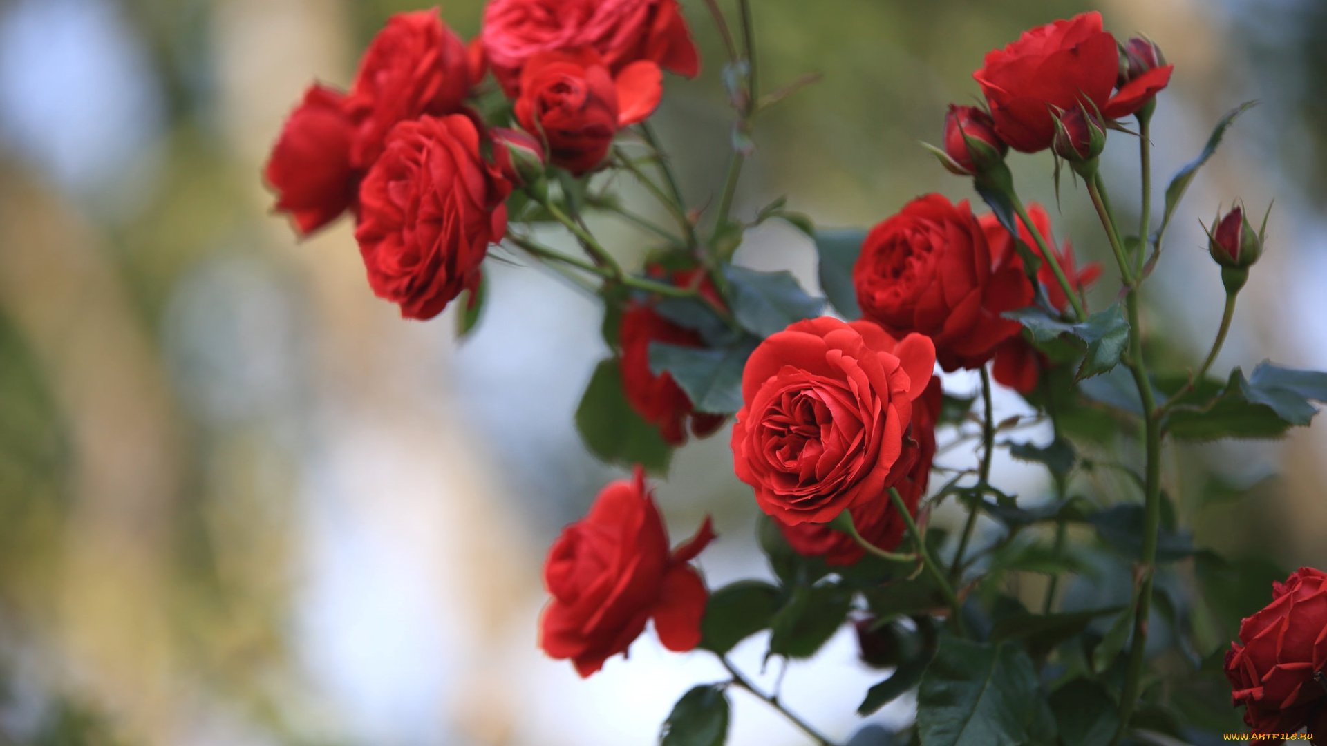 цветы, розы, красный