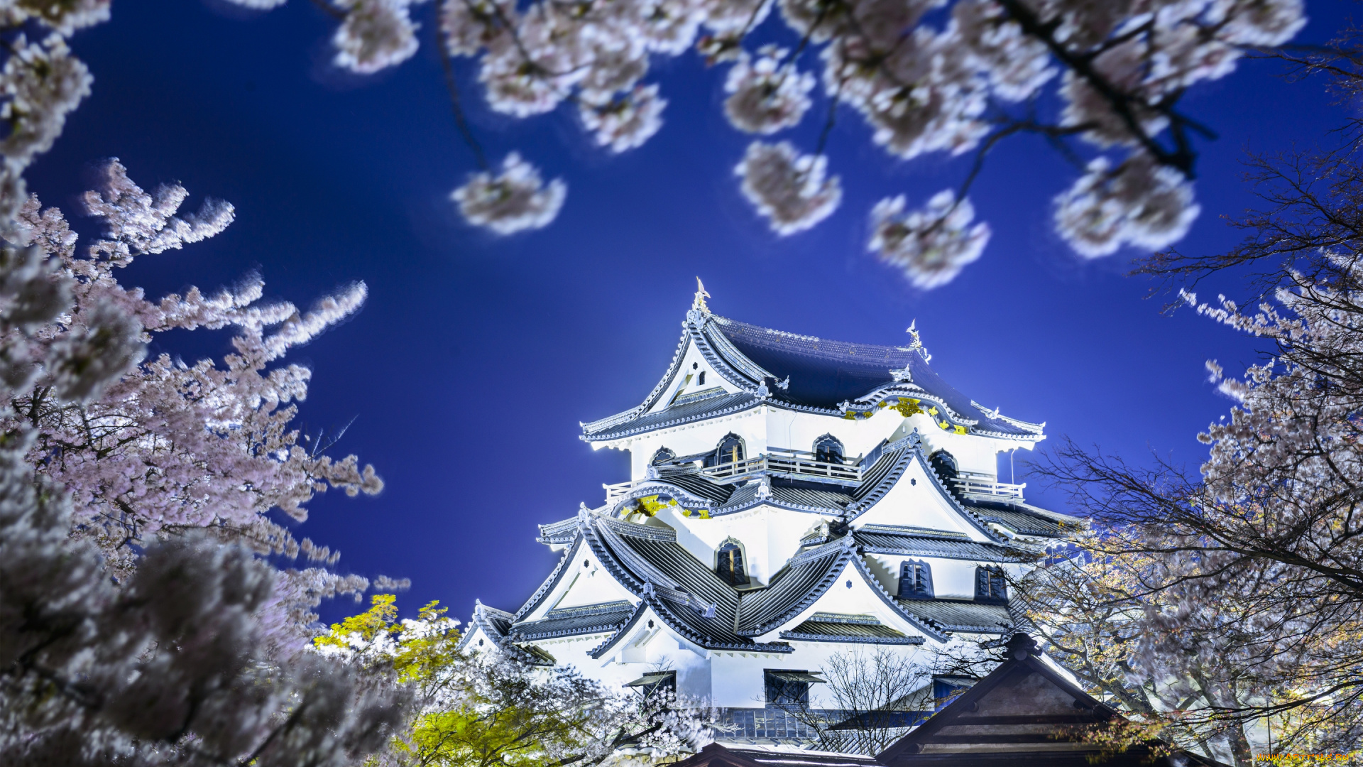 hikone, castle, -, hikone, , japan, города, замки, Японии, сакура, весна, Япония, хиконэ, замок, japan, hikone, castle