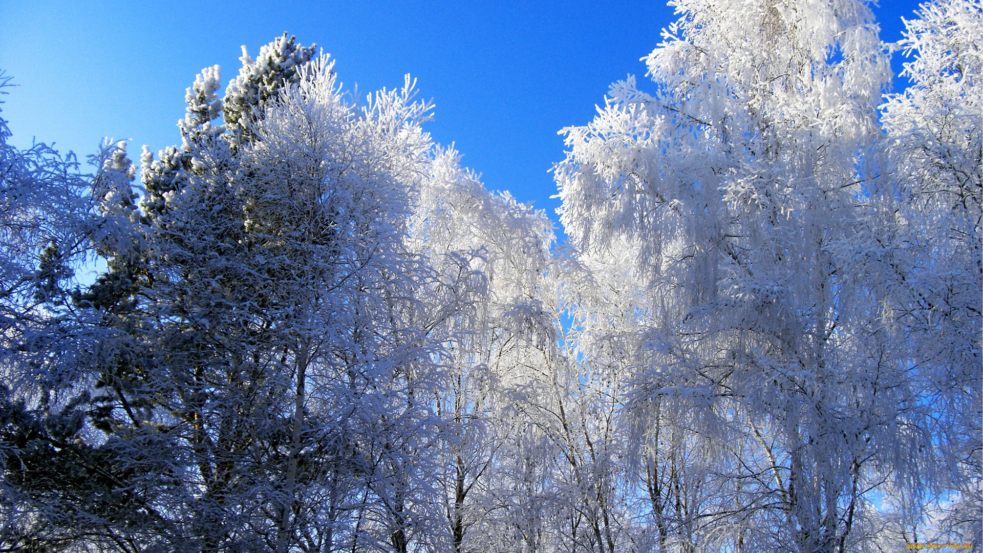 природа, зима, свет, небо, деревья, снег, иней