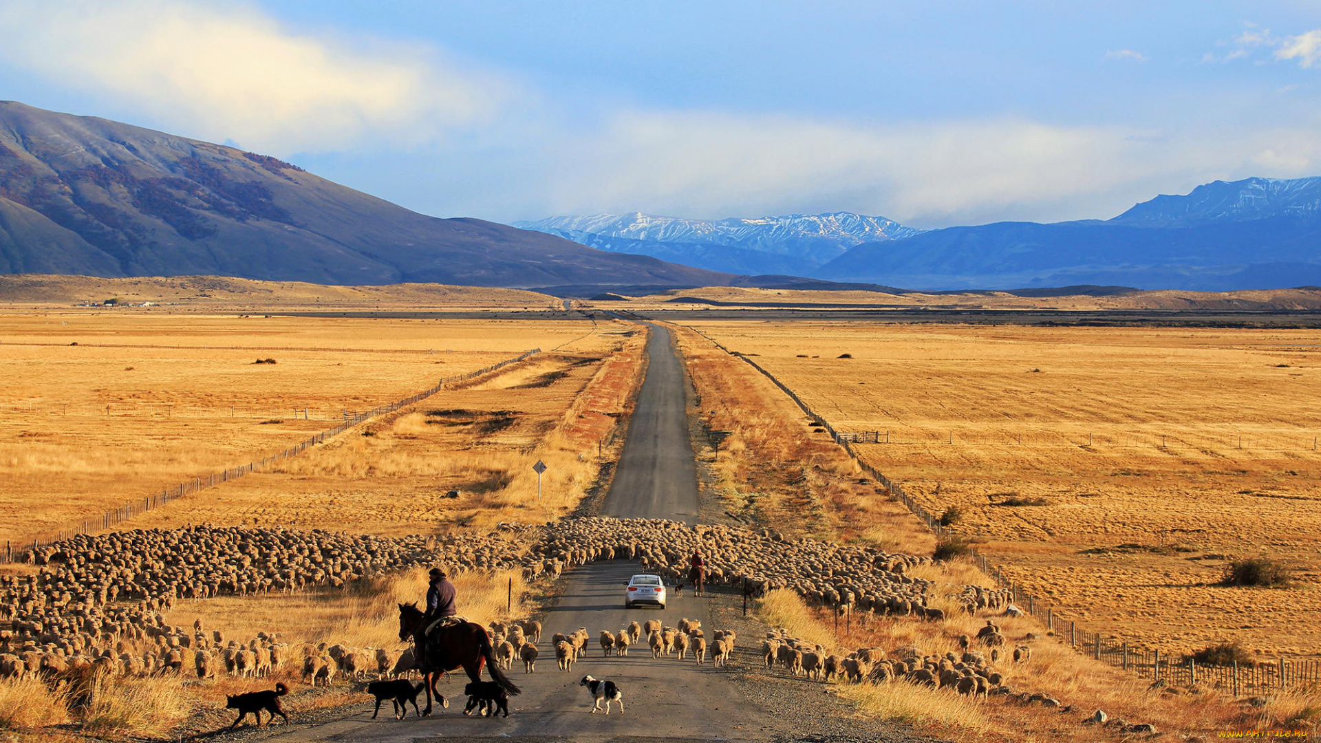 животные, овцы, , бараны, патагония, Чили, дорога, машина