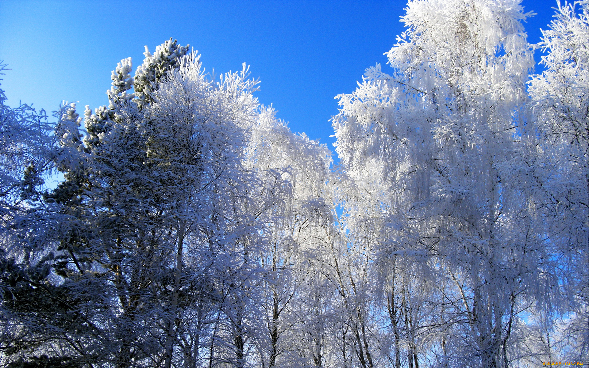 природа, зима, свет, небо, деревья, снег, иней