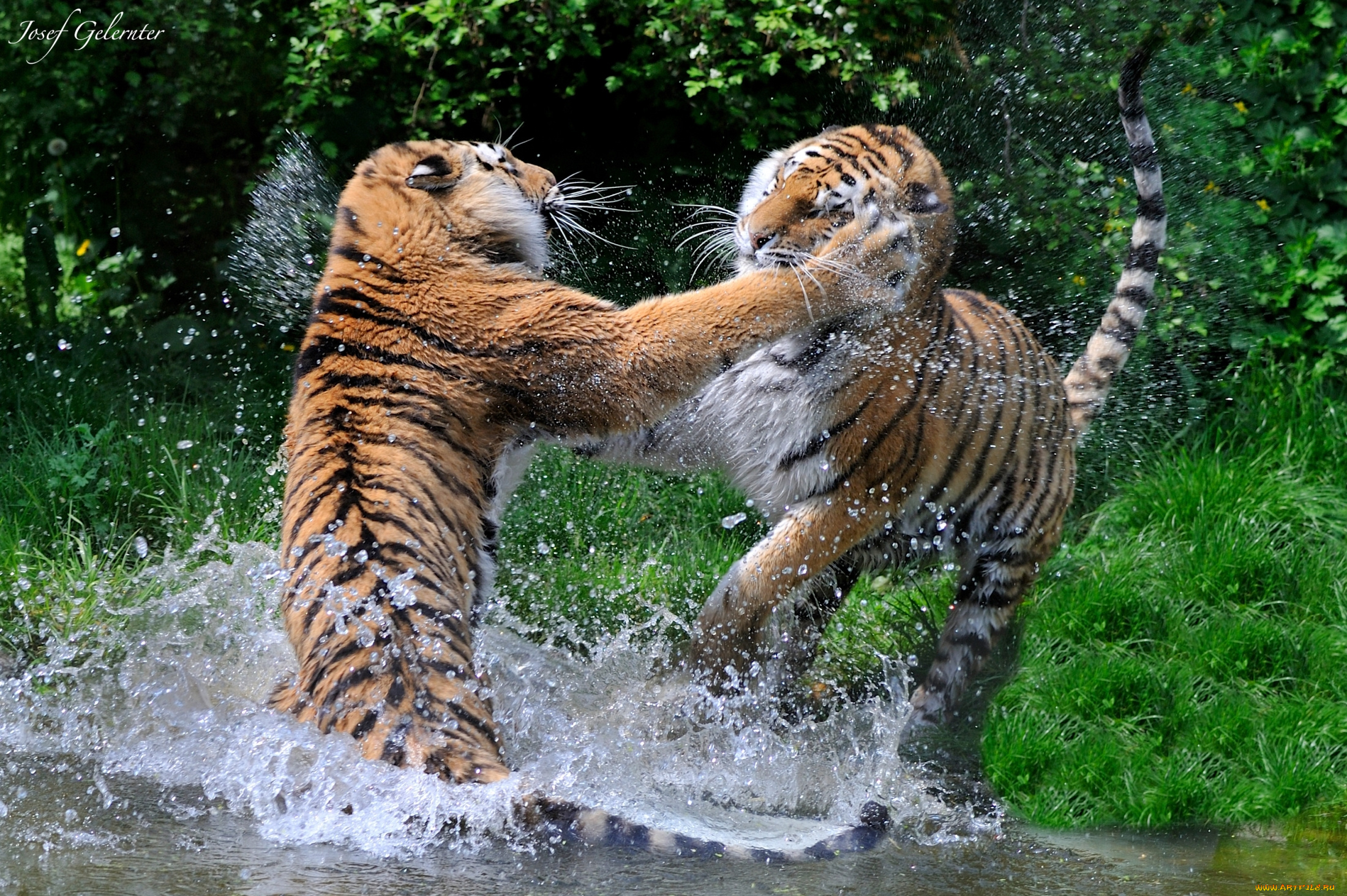 животные, тигры, драка