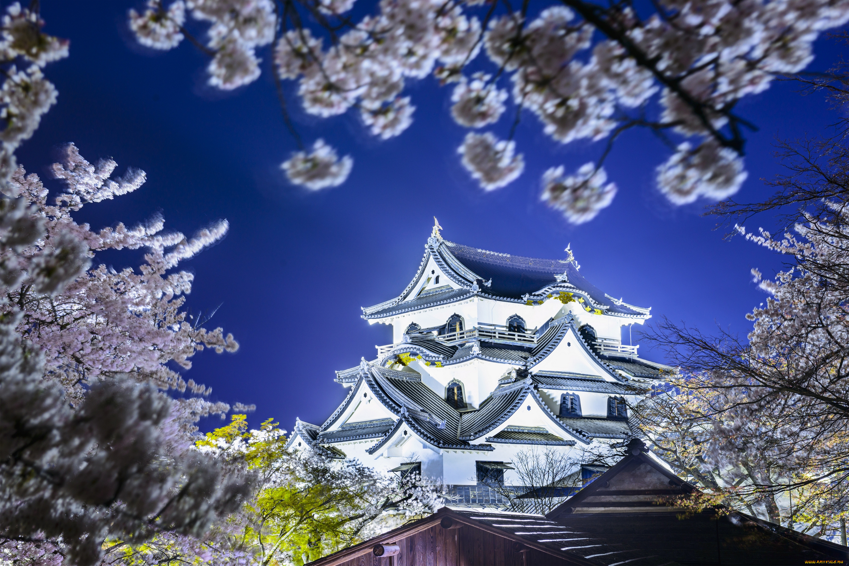 hikone, castle, -, hikone, , japan, города, замки, Японии, сакура, весна, Япония, хиконэ, замок, japan, hikone, castle